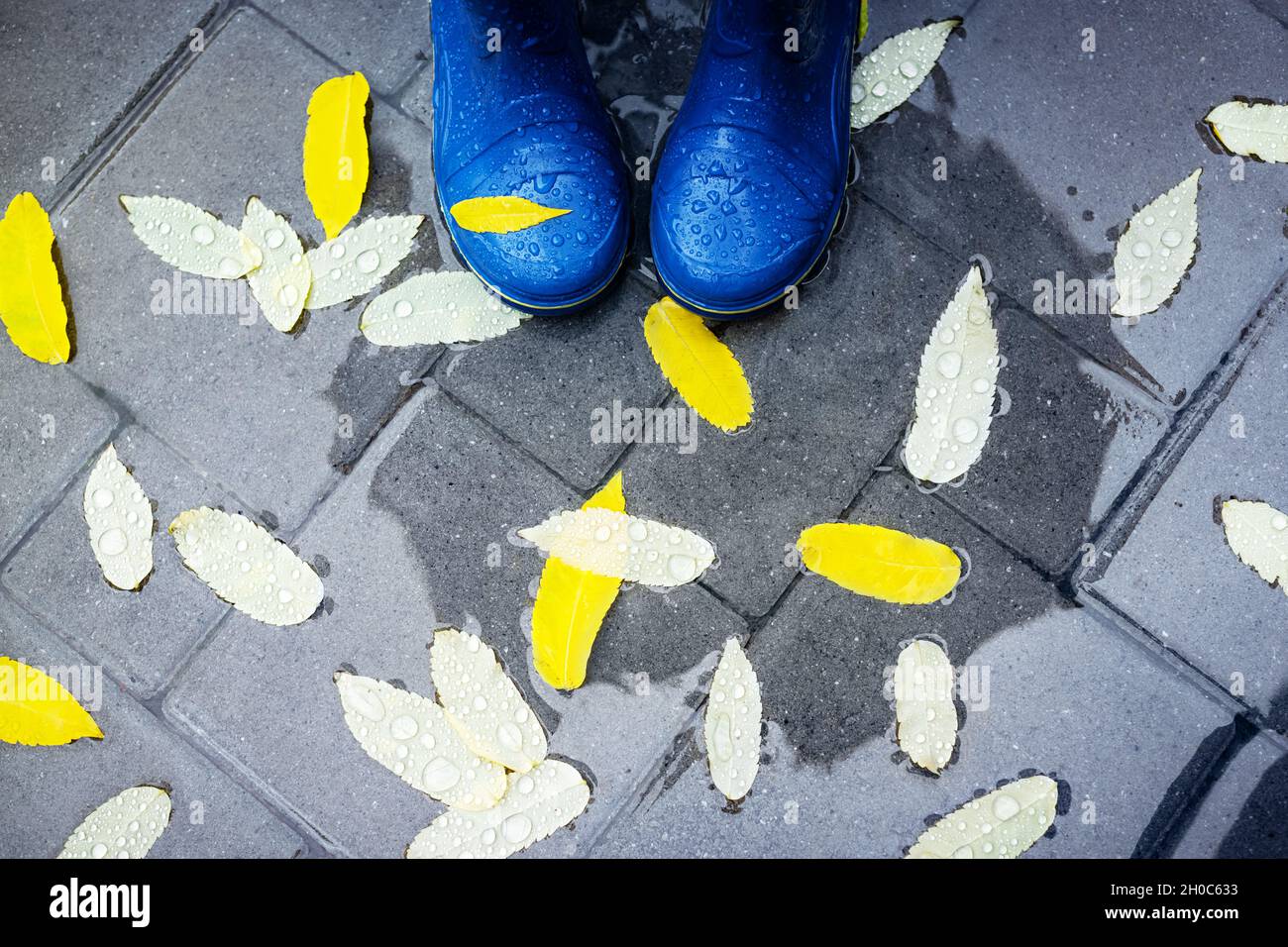 Füße in blauen Gummistiefeln, die in einem nassen Betonpflaster mit Herbstblättern im Regen mit Regenschirm-Schatten stehen. Herbstkonzept Stockfoto