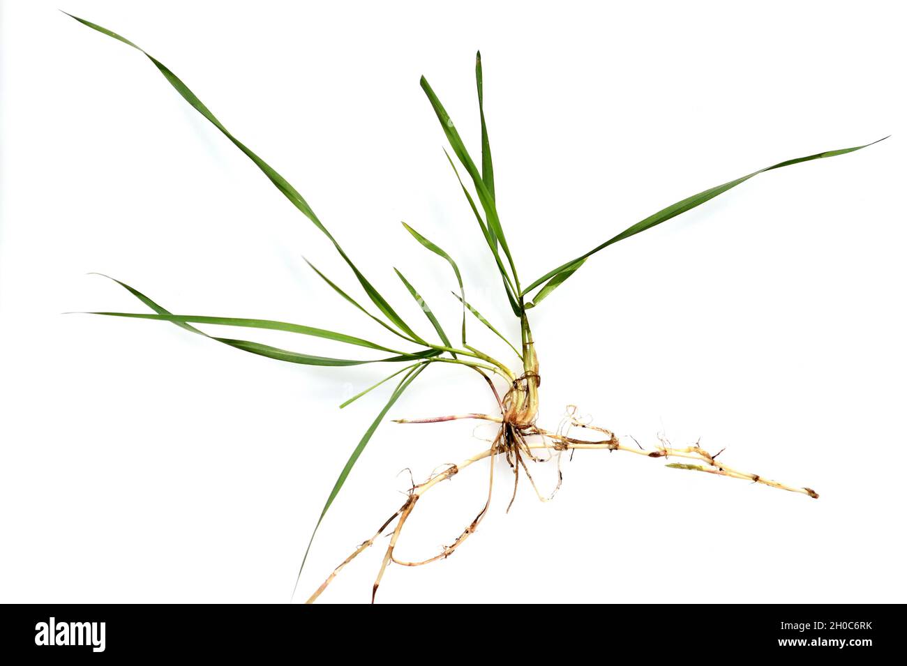 Quecke, Agropyron repens ist eine wichtige Heil- und Arzneipflanze. Quecke ist ein Gras und Unkraut. Couch, Agropyron repens, ist ein wichtiges Medikament Stockfoto