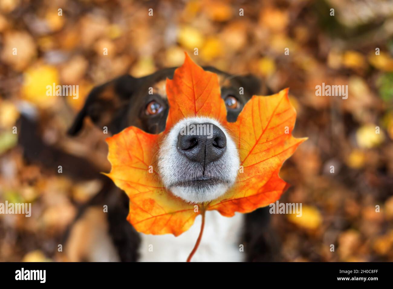 Hund mit Blatt auf der Nase sitzt in Blättern im Herbstpark, appenzeller senhenhund Stockfoto