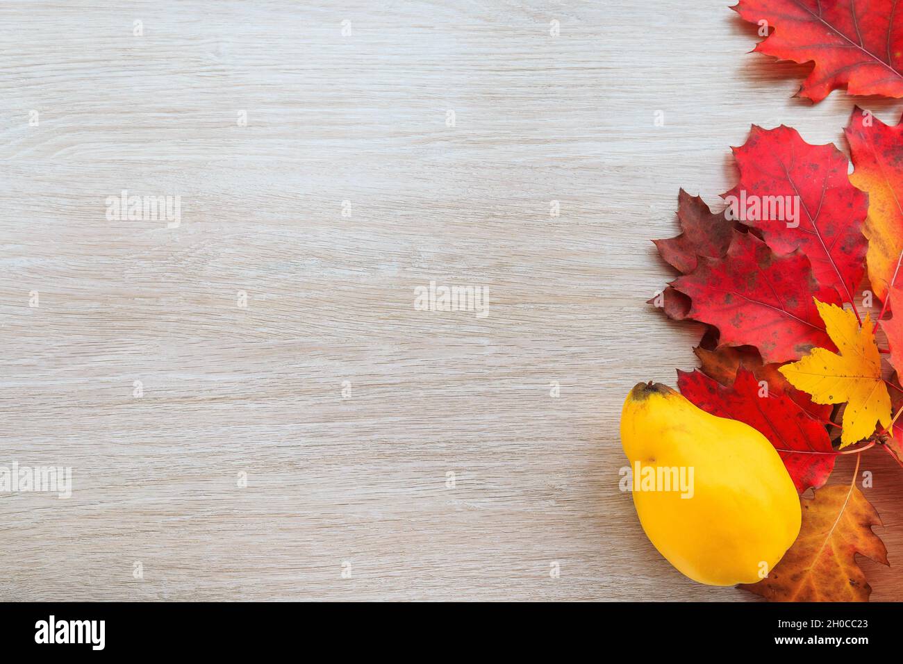 Herbstdekor aus Blättern und Quitten auf Holzboden. Flach Lay Herbst Komposition mit Kopierraum. Stockfoto