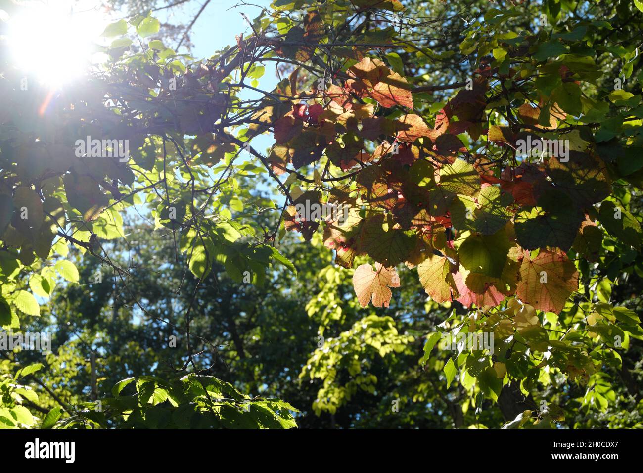Frühherbst. Die Blätter der Bäume, beginnend, Schattierungen des Herbstes mit einer natürlichen Sonneneinstrahlung Effekt zu erwerben. Selektiver Fokus. Stockfoto