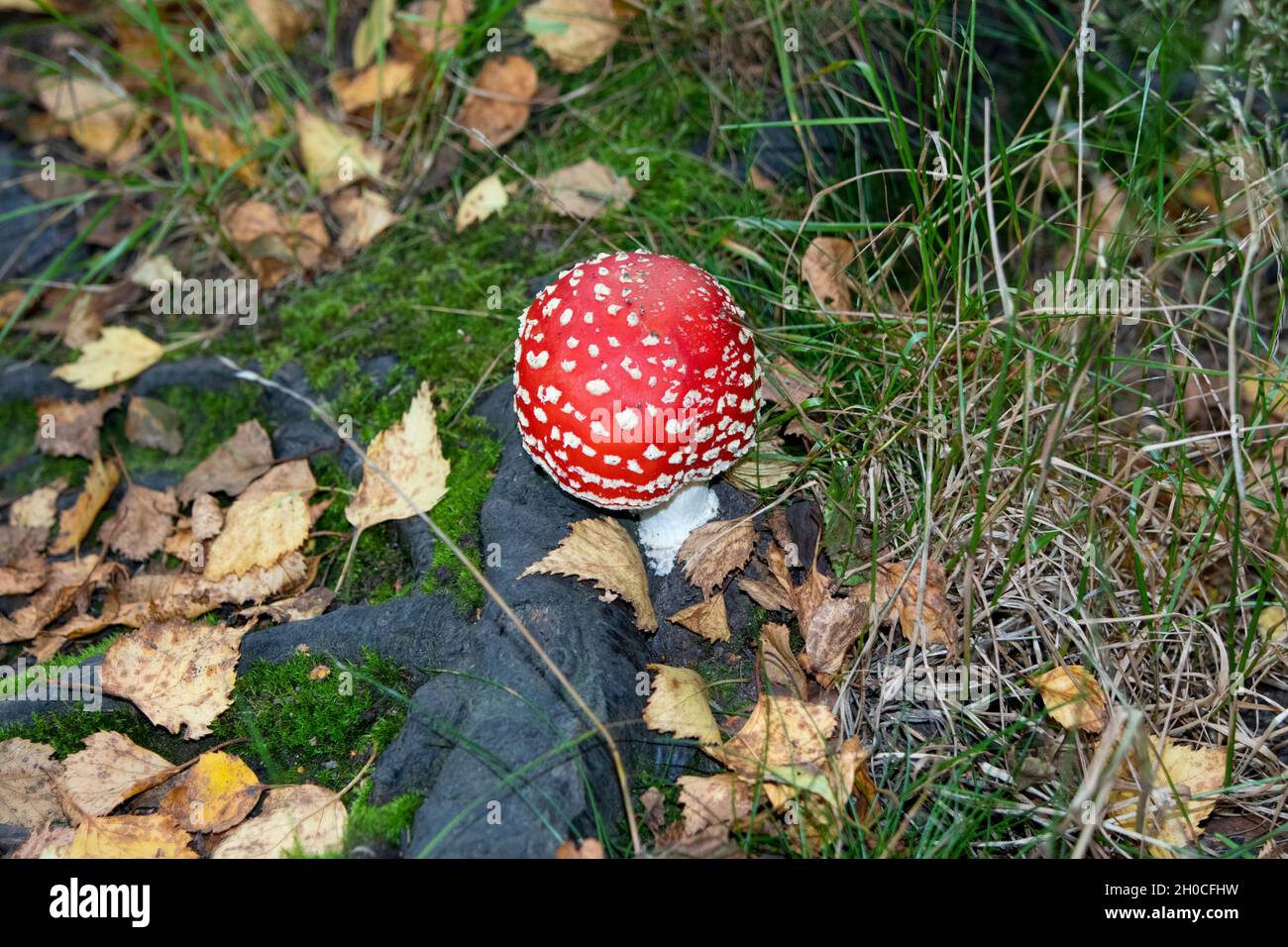 Fliegenpilz Pilz Stockfoto