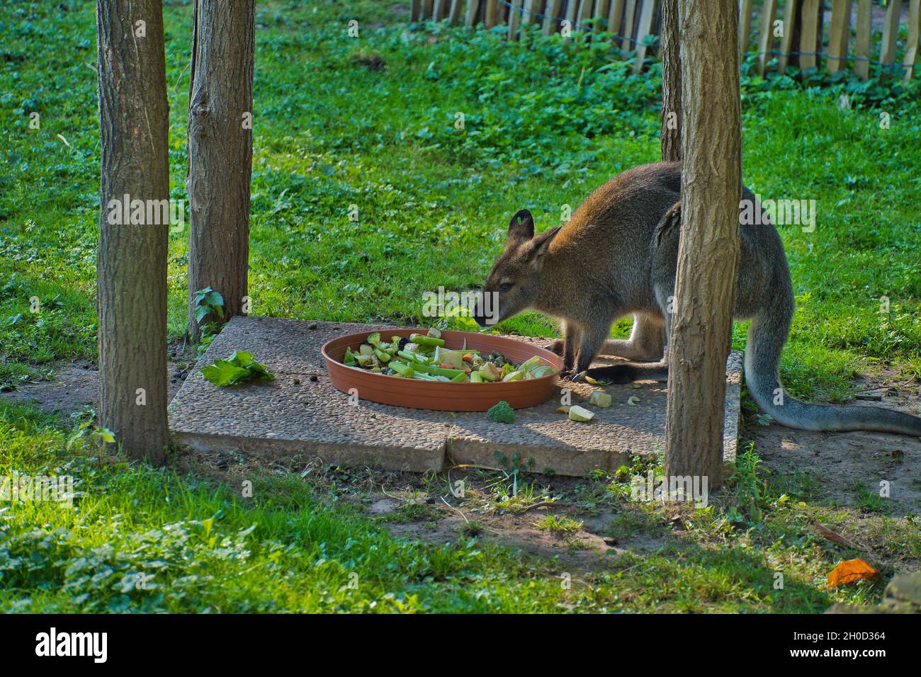 Horizontale Aufnahme eines Wallabys, der Gemüse isst Stockfoto