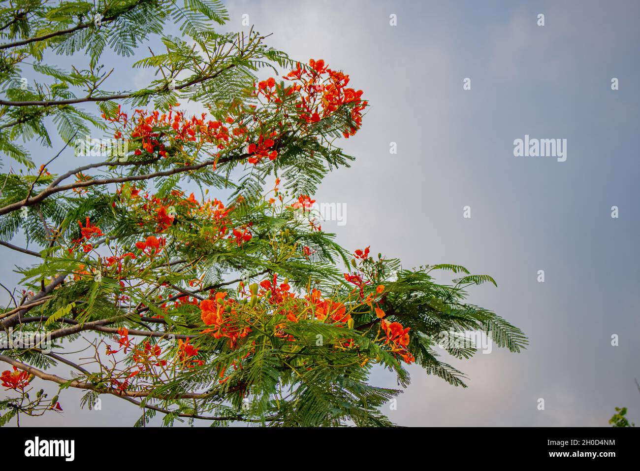 Roter Caesalpinia pulcherrima Pfauenblütenbaum. Blütenzweige mit grünen Blättern Stockfoto