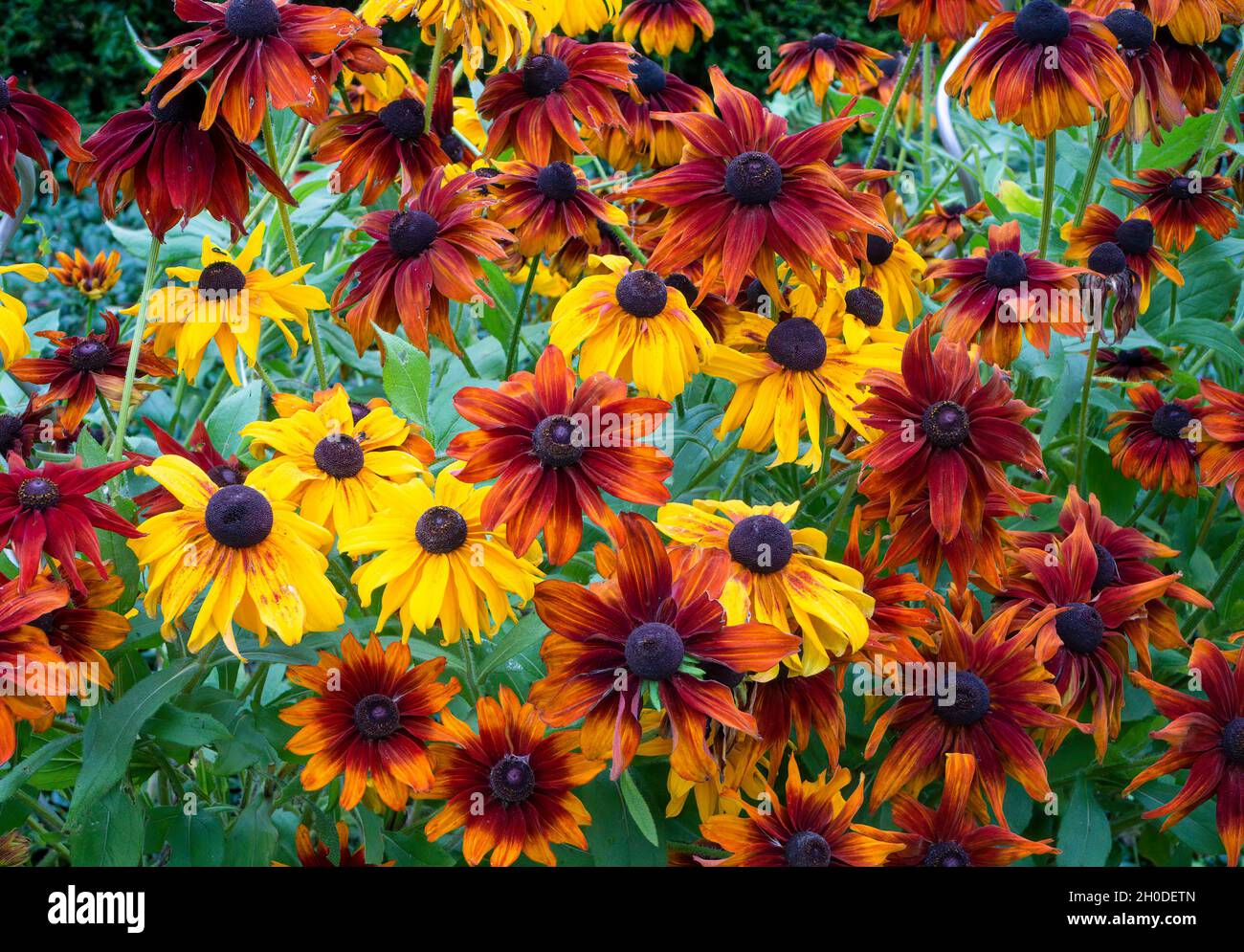 Farbenfrohes Helenium Stockfoto