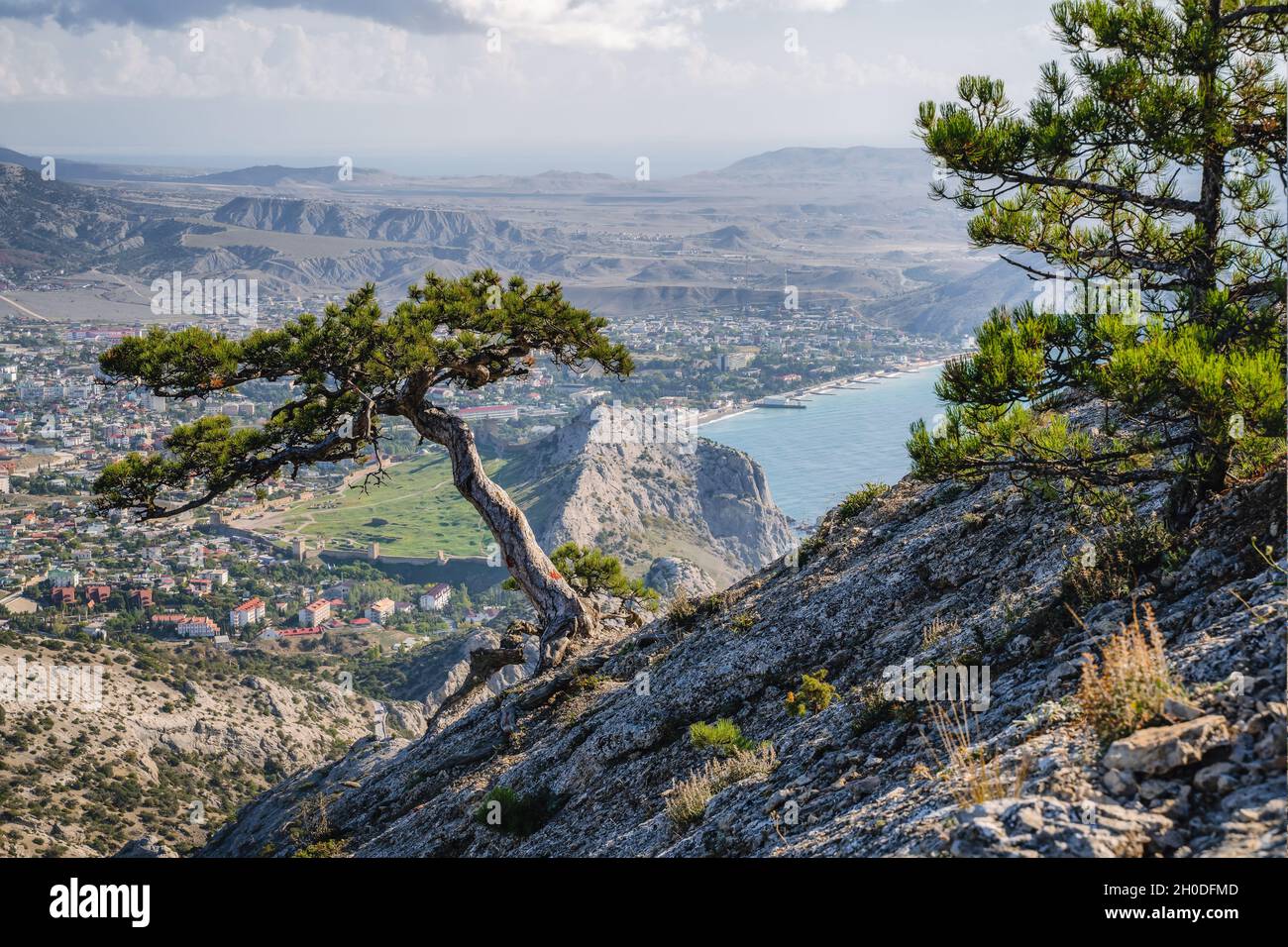 Die Bergkiefern am Hang des Berges Sokol Falcon in der Republik Krim. Zurück Meer Stockfoto