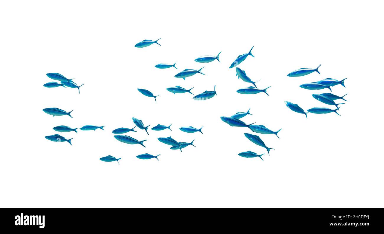 Schwärme von blau-tropisch gestreiften Fischen im Ozean isoliert auf weißem Hintergrund. Caesio Striata (Striated Fusilier) schwimmt tief unter Wasser im Roten Meer Stockfoto