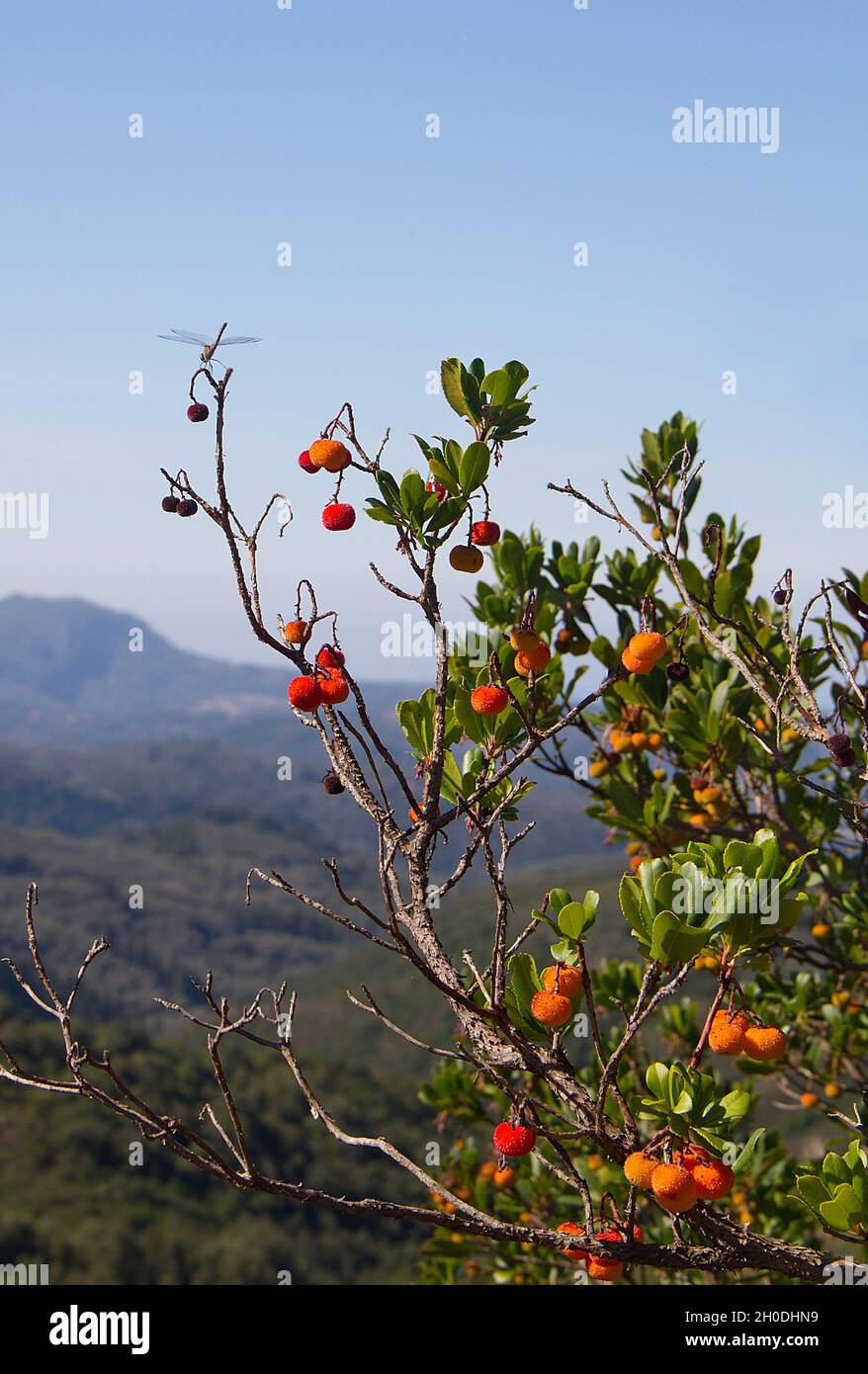 Reife und fast reife Früchte auf einem Erdbeerbaum in einer griechischen Landschaft Stockfoto