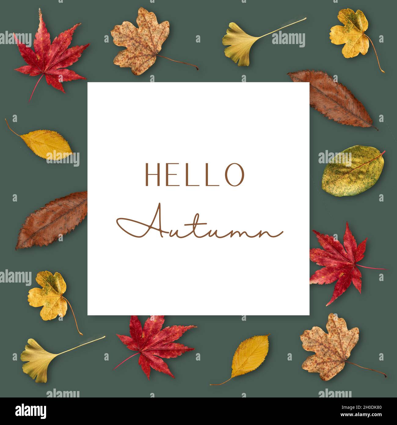 Hallo Herbst. Nachbau mit bunten Herbstblättern auf dunkelgrünem Hintergrund. Mood Board mit Kopierplatz. Vorlage für soziale Medien. Stockfoto