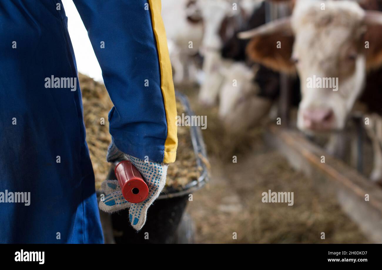 Nahaufnahme der Hand des Bauern, die Schubkarre mit Silage schiebt, um Kühe im Stall zu füttern Stockfoto