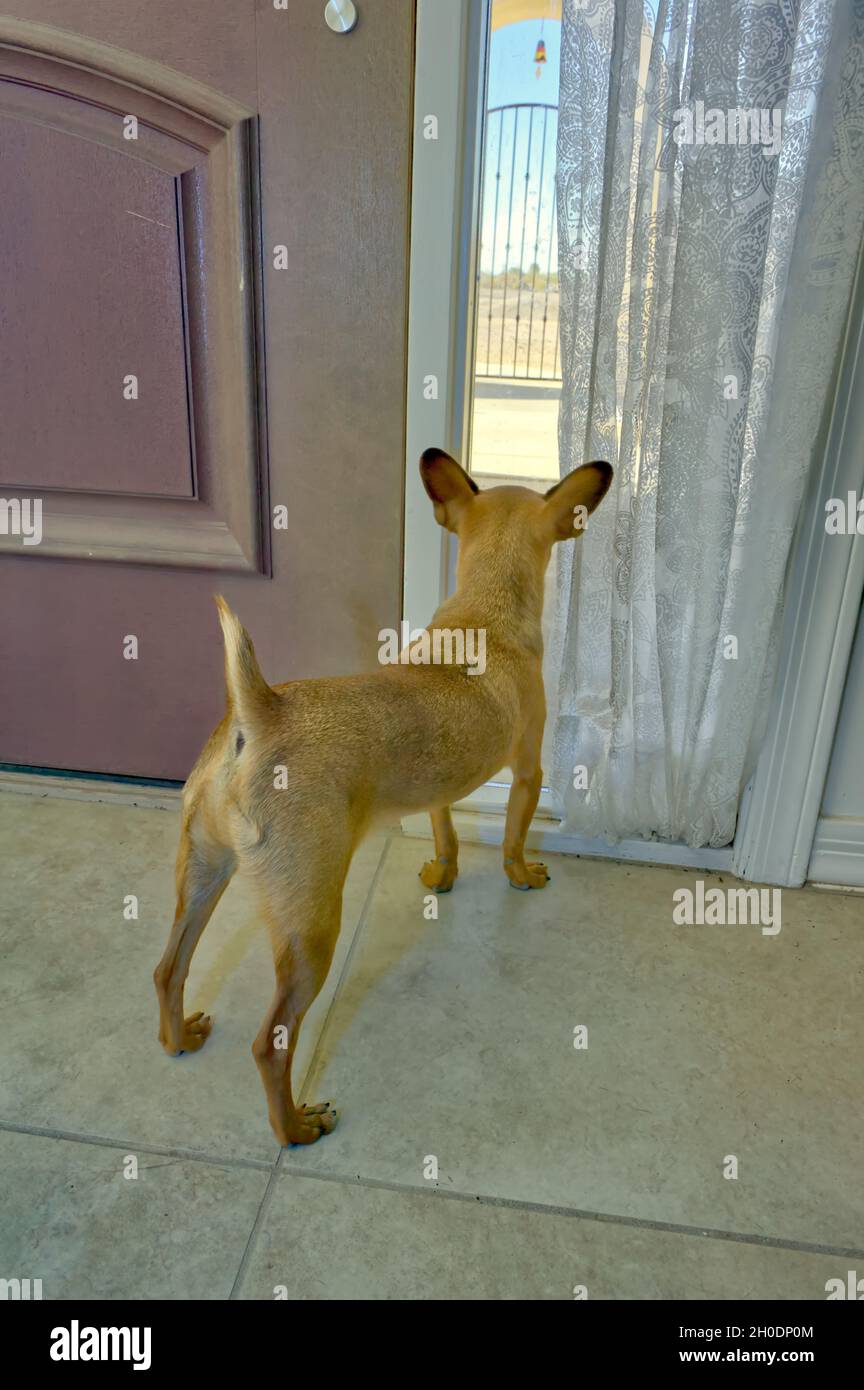 Ein goldener Chihuahua-Mann, der aus dem Fenster eines Hauses in Arizona schaute, auf der Suche nach der Quelle eines Lärms, den er hörte. Stockfoto