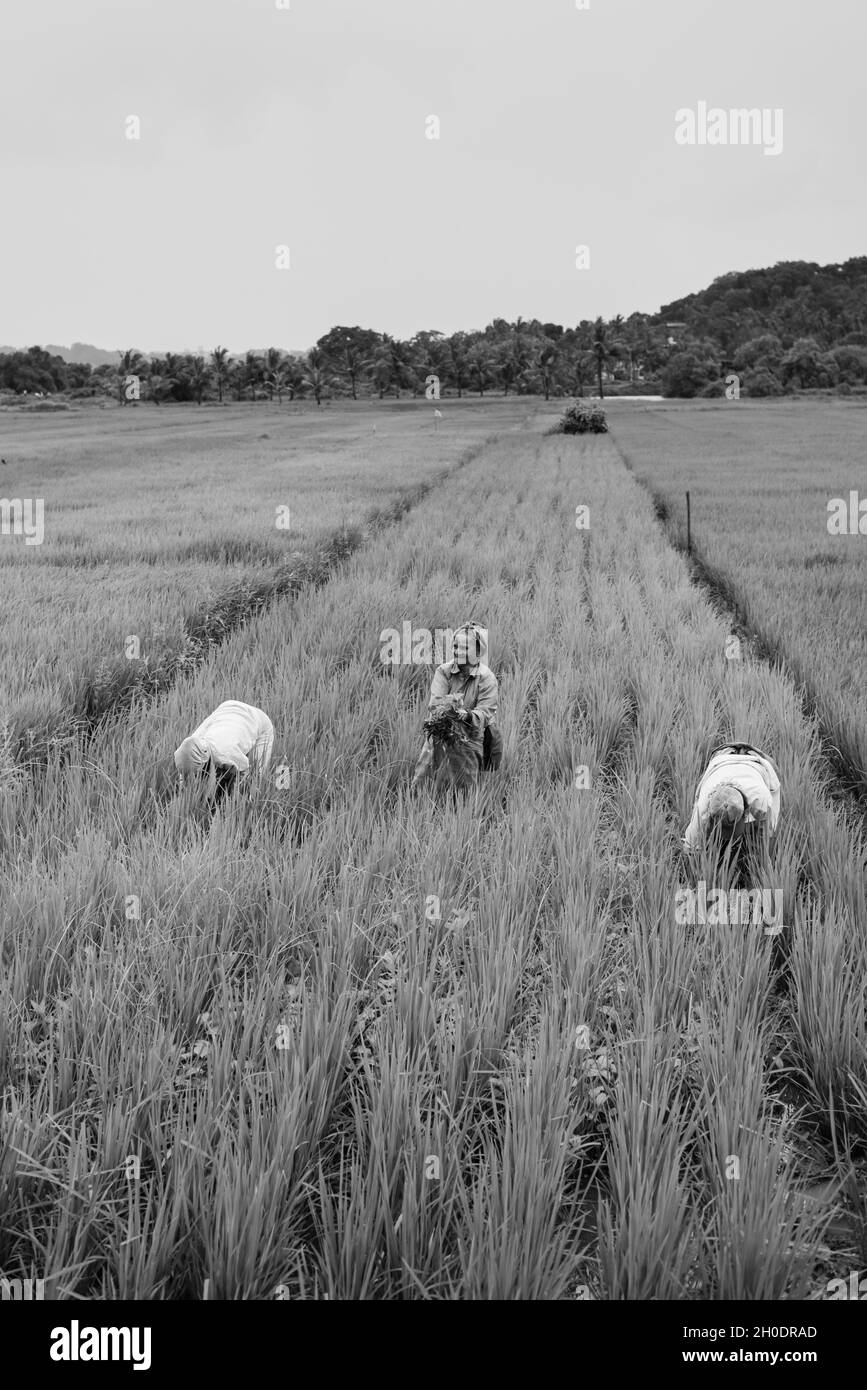 G, INDIEN - 25. Sep 2021: Mapusa Goa Indien - 25 2021. September: Einheimische Bauern, die während des Monsuns auf Mapusa in Goa, Indien, Reisfelder kultivieren Stockfoto