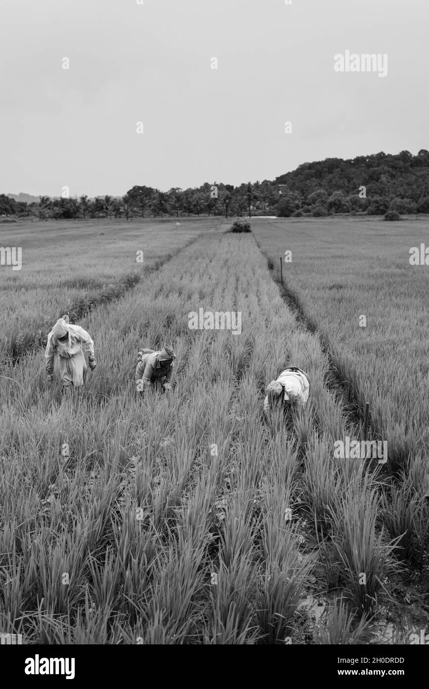 G, INDIEN - 25. Sep 2021: Mapusa Goa Indien - 25 2021. September: Einheimische Bauern, die während des Monsuns auf Mapusa in Goa, Indien, Reisfelder kultivieren Stockfoto