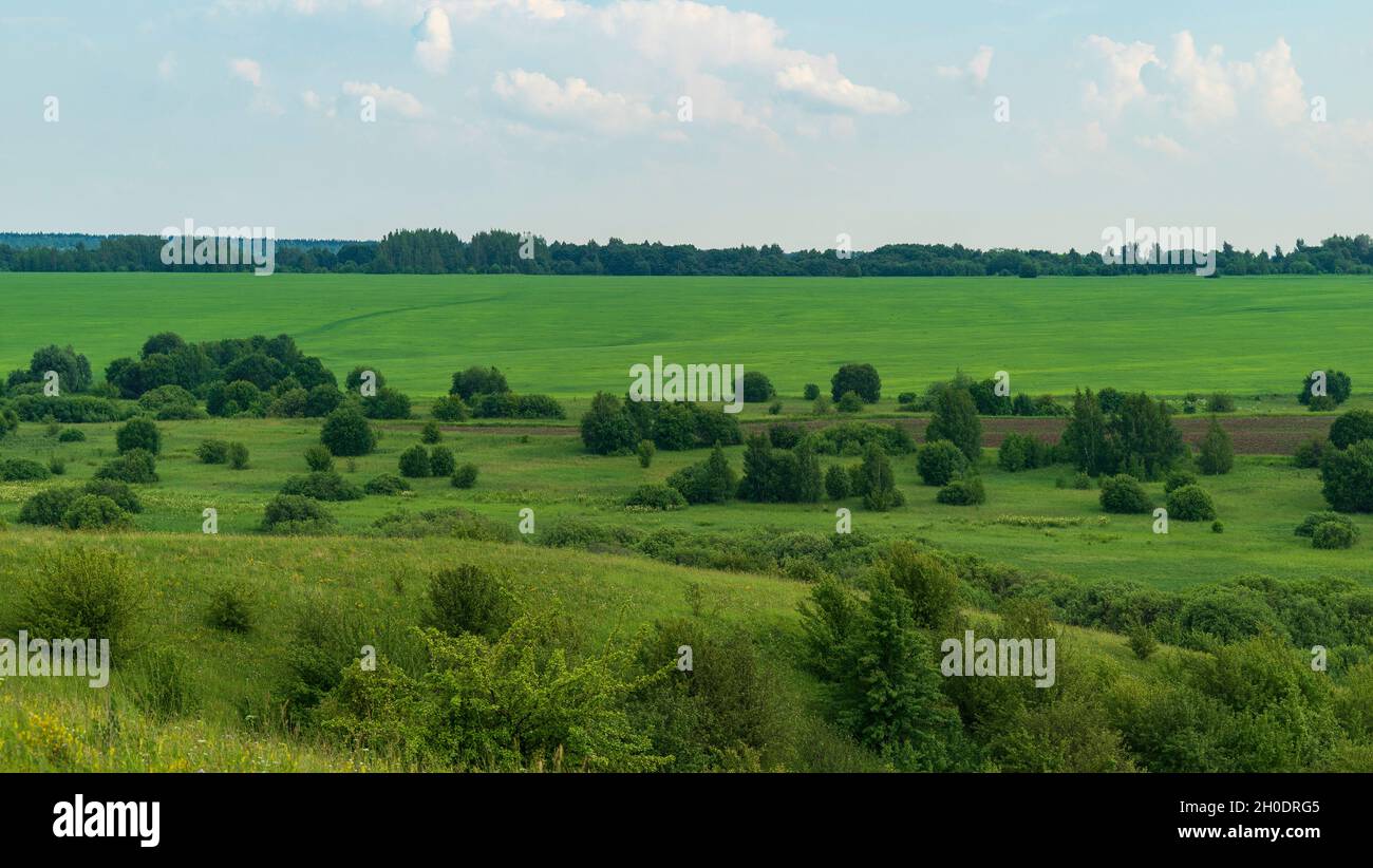 Grüne Wiesen im Sommer. Hochwertige Fotos Stockfoto