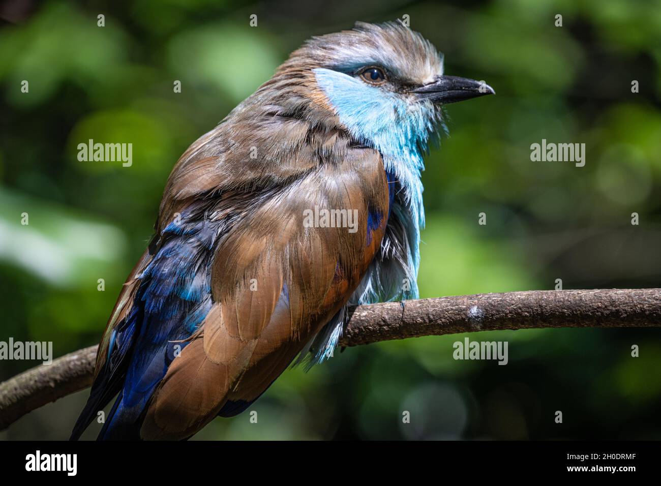 Nahaufnahme eines Schlägertailed Roller (Coracias spatulatus), einem schönen ostafrikanischen Vogel. (USA) Stockfoto