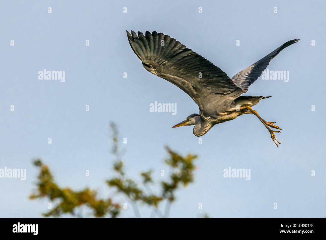 Ein Graureiher fliegt im Sevenoaks Wildlife Reserve über einen Baum Stockfoto