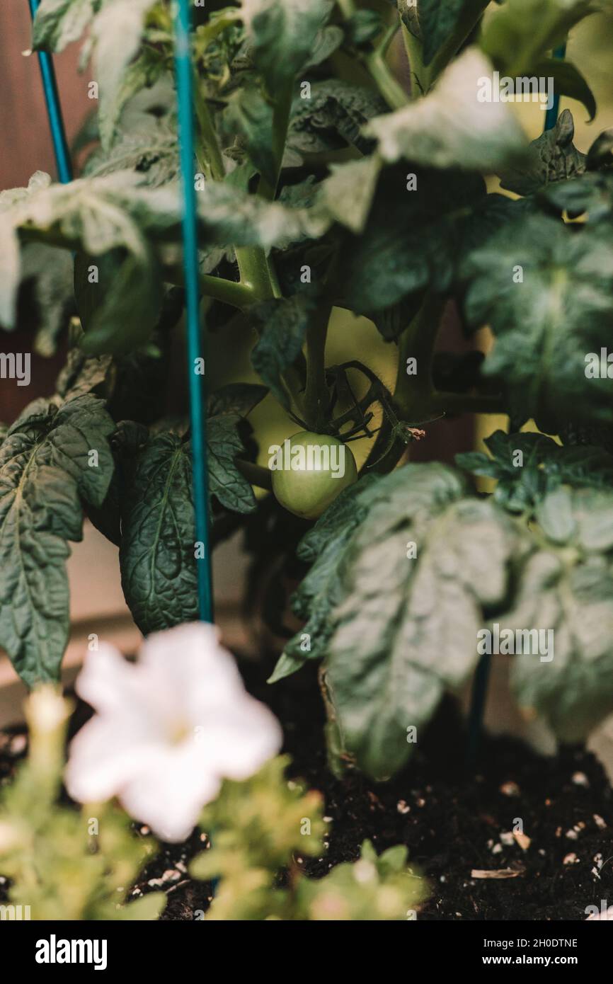 Beobachten Sie, wie mein kleiner Containergarten wächst Stockfoto