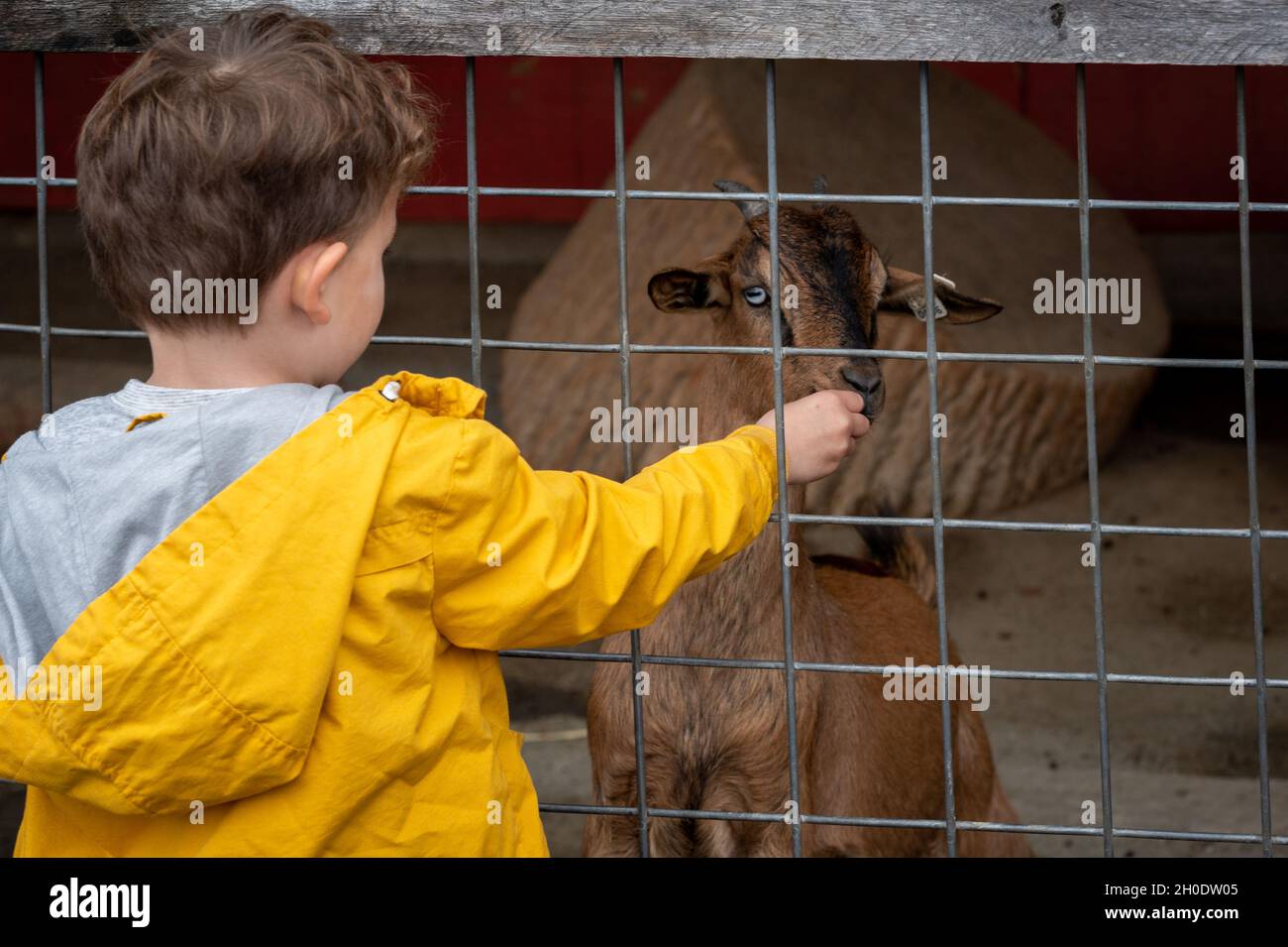 Kleiner Junge, der im Streichelzoo eine Ziege füttert Stockfoto