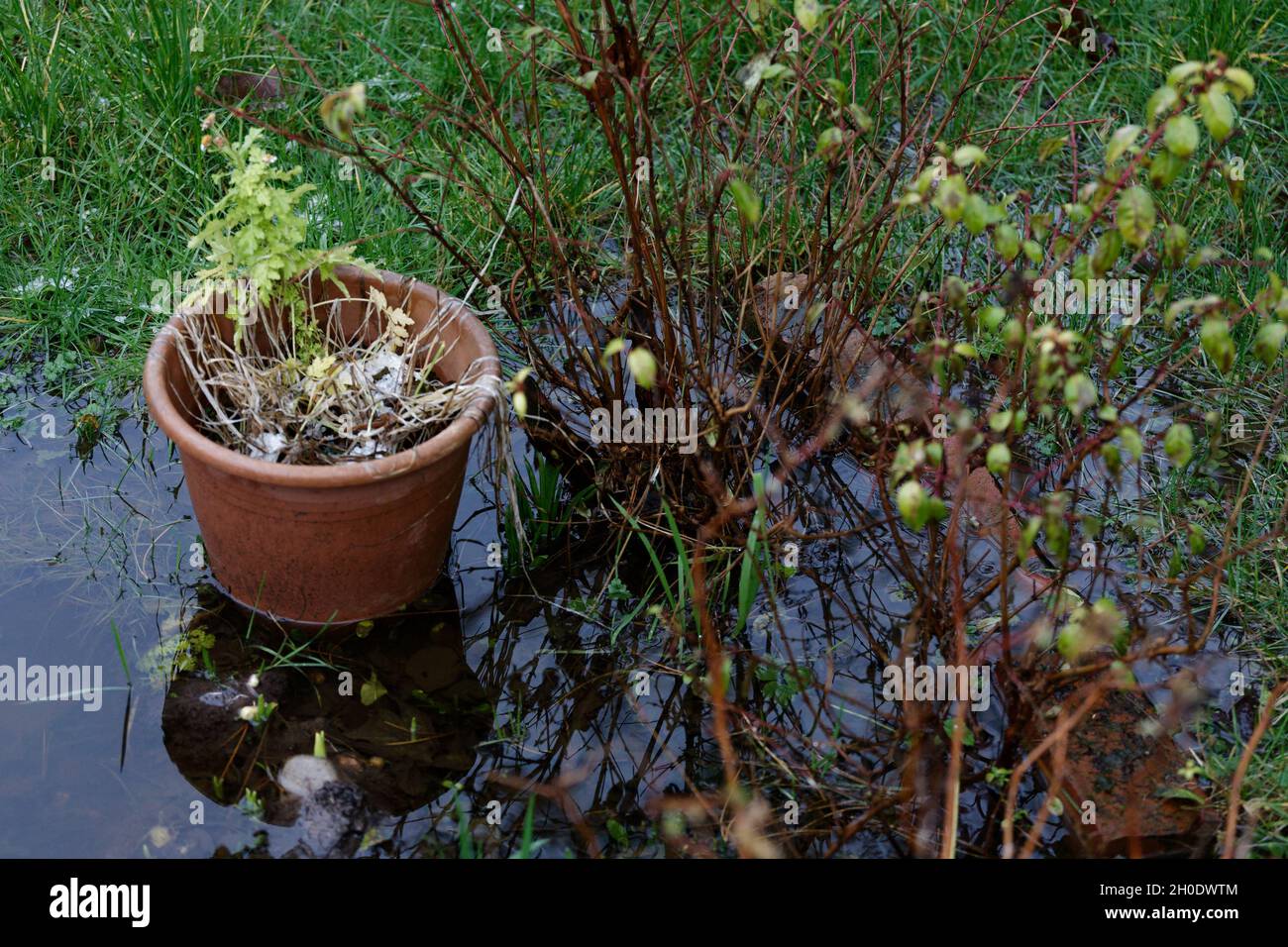 Überschwemmung in einem britischen Garten Stockfoto