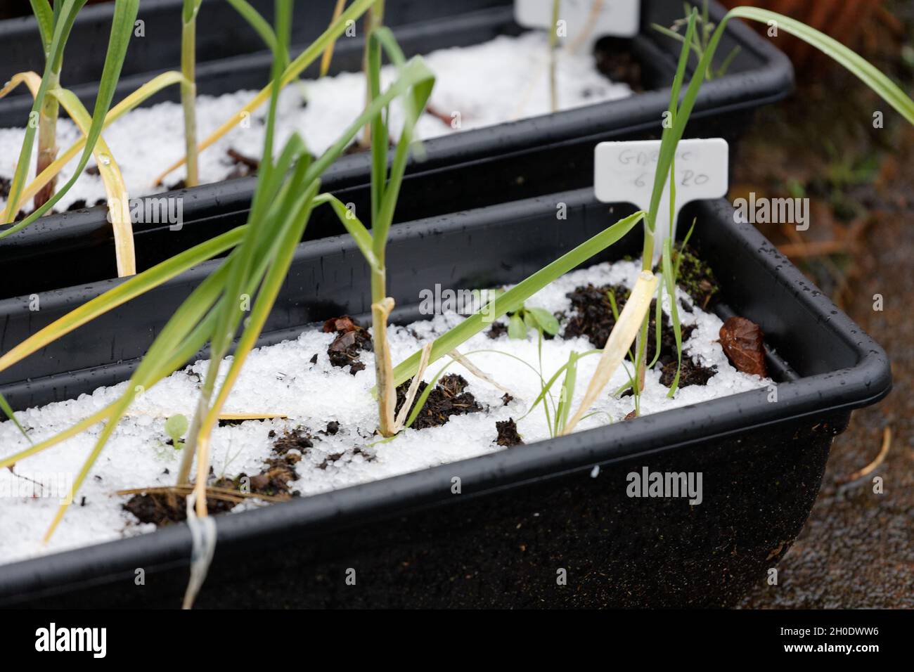 Überschwemmung in einem britischen Garten Stockfoto