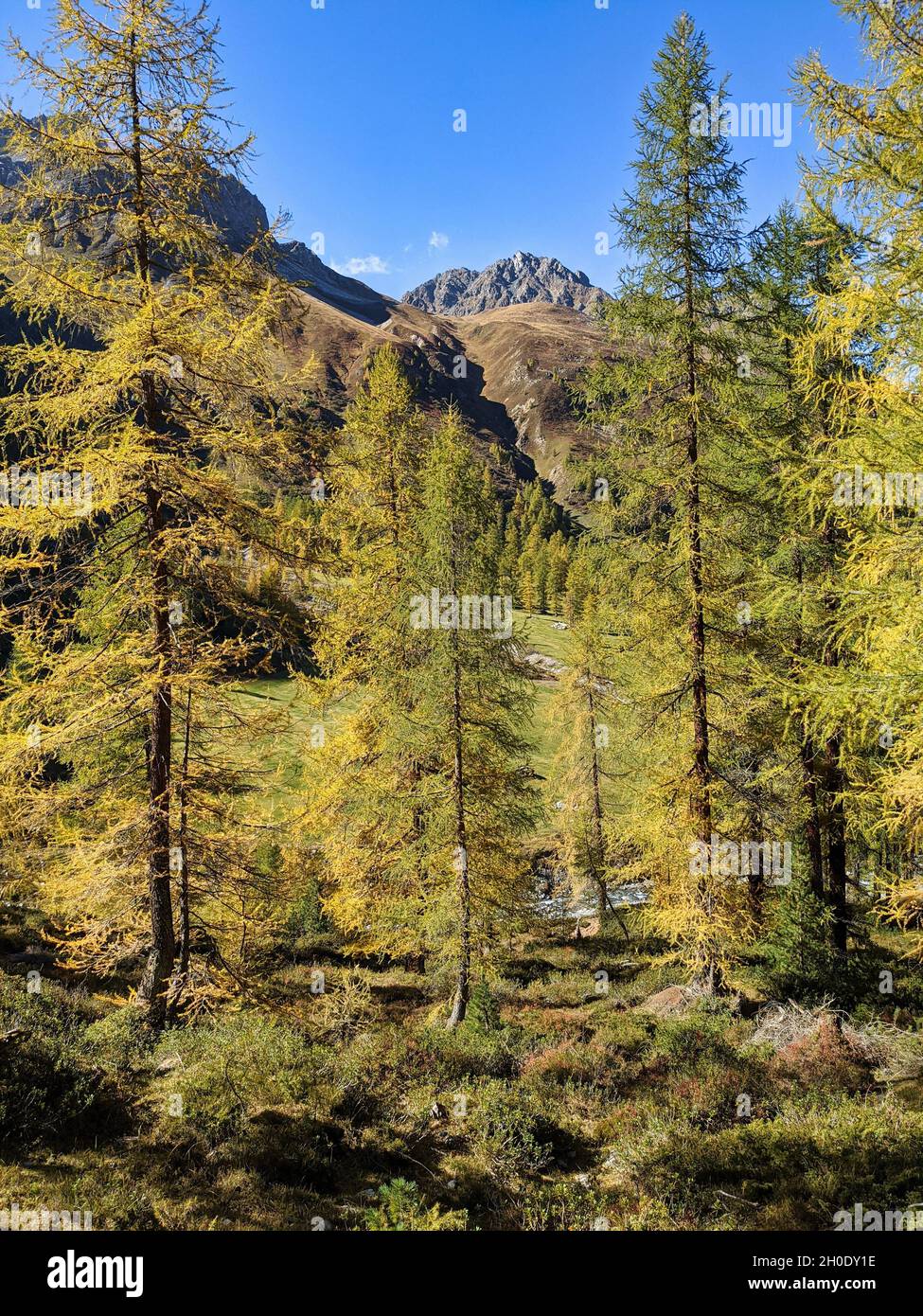 Lärchenwald bei Davos, Sertig. Schöne, bunte Herbststimmung im Kanton graubünden, schweiz. Berge Stockfoto