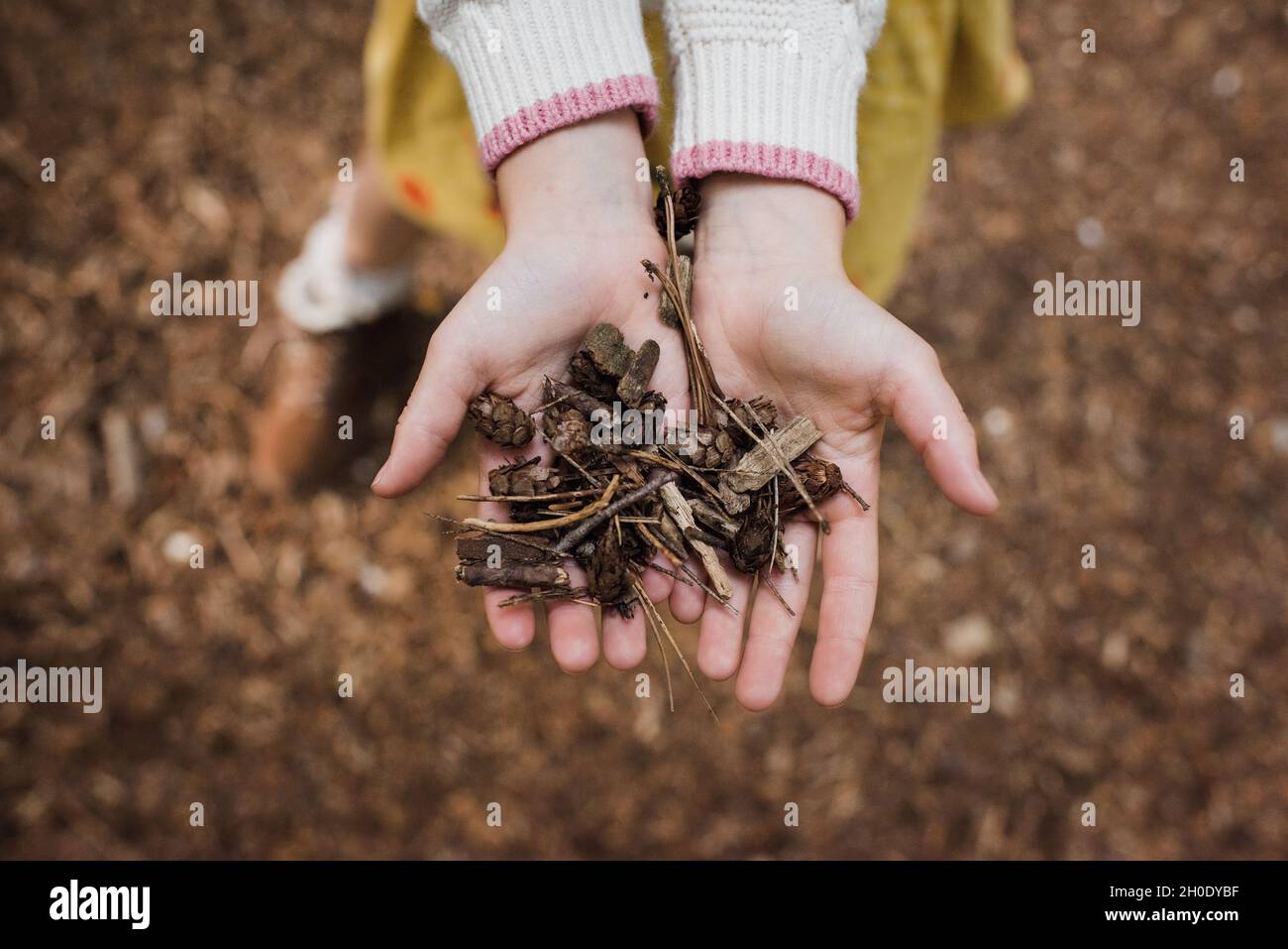 Kinderhände halten im Herbst Holz in einem Wald Stockfoto