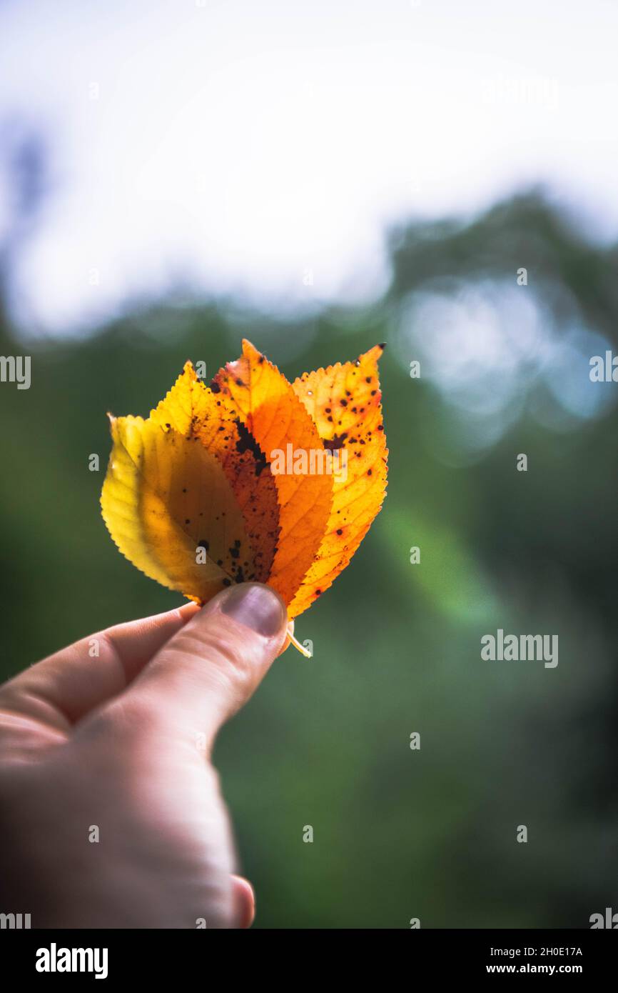 Eine Hand, die eine Vielzahl von farbigen Blättern hält Stockfoto
