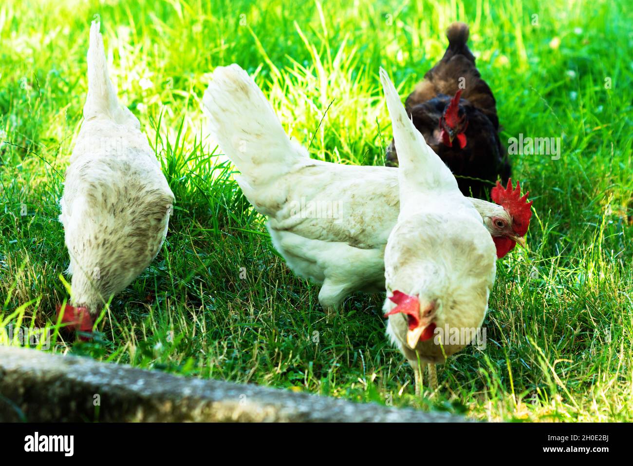 Erwachsene Haushühner grasen auf dem Gehöft. Stockfoto