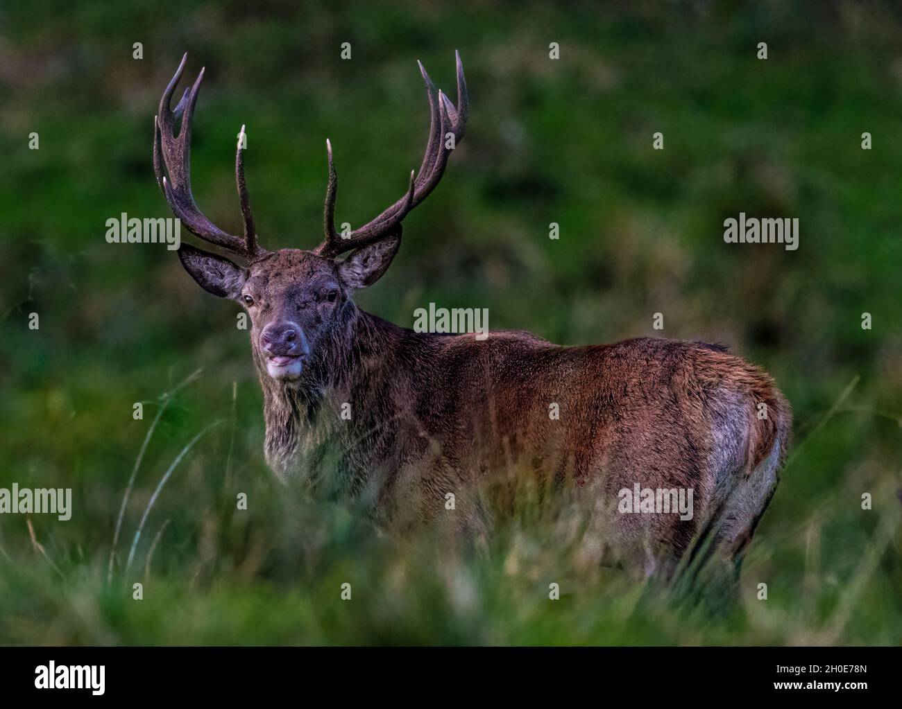 Rotwild in Norwegen Stockfoto