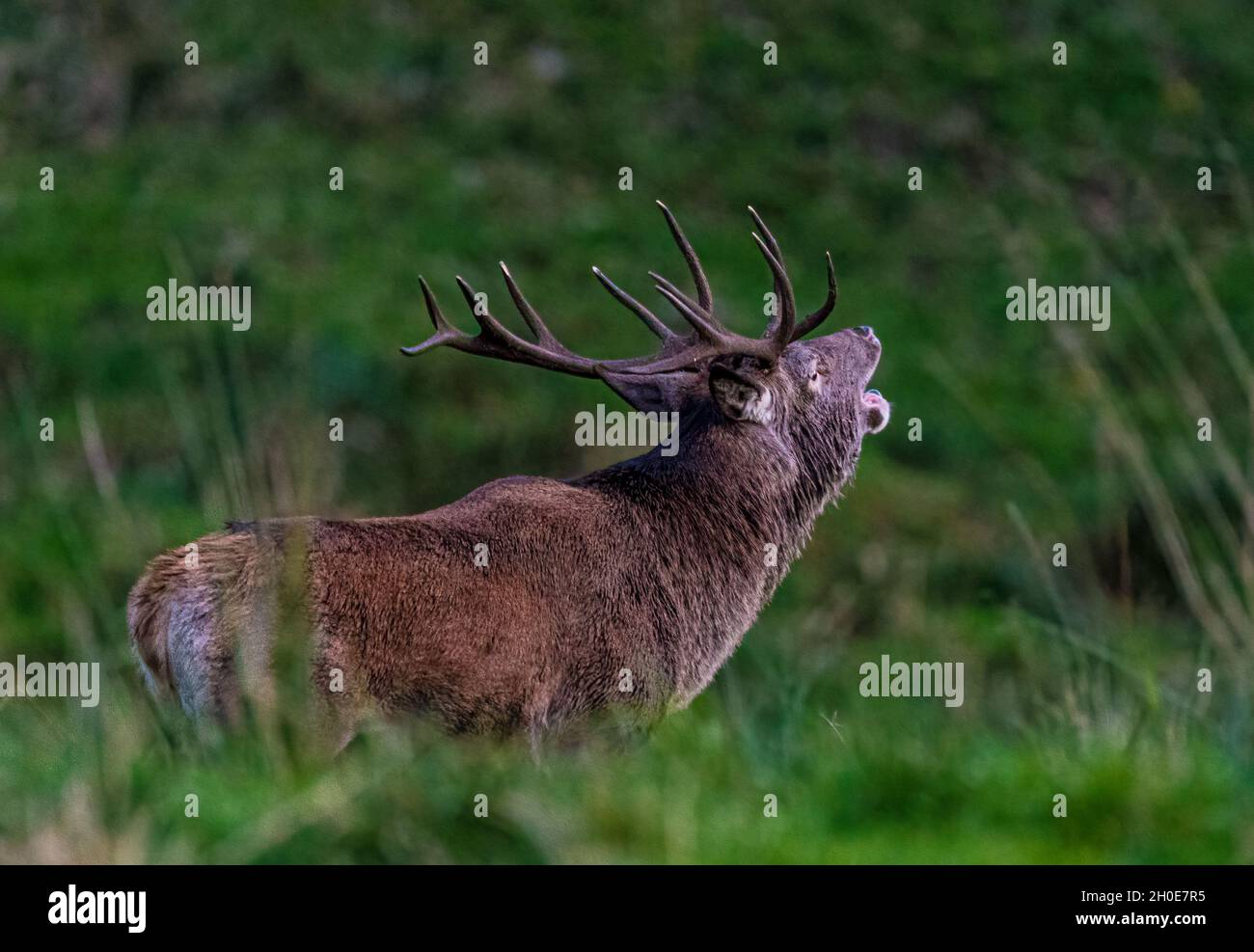 Rotwild in Norwegen Stockfoto