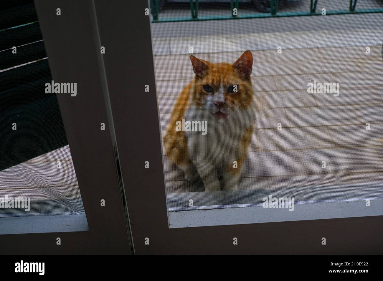 Ginger flauschige Katze, die hinter der Tür der Wohnung steht und nach Kommen Sie herein. fragt Haustiere Stockfoto