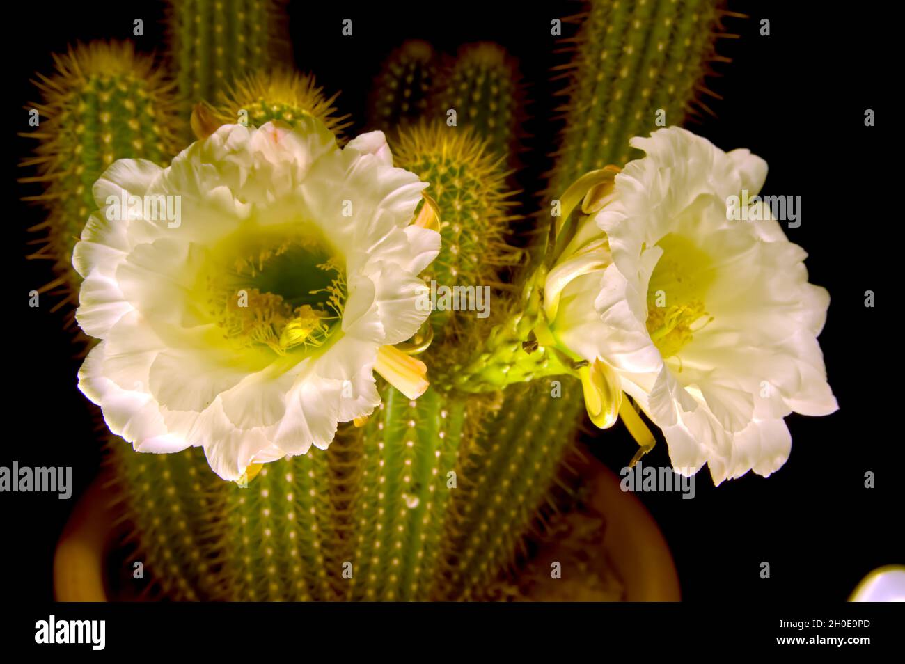 Die groen weien Blten des nchtlichen blhenden Trichocereus Spachianus  Cactus, auch bekannt als Goldene Fackel und Goldene Sulenkaktus. Dies ist  ein Stockfotografie - Alamy