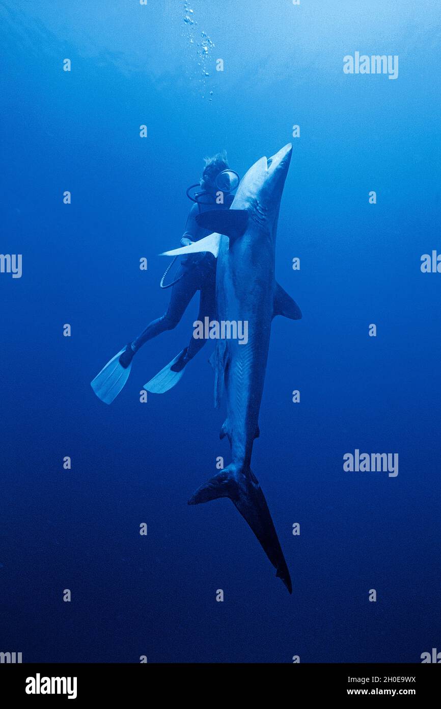 Ein Taucher beobachtet eine tote Silky Sharks (Carcharhinus falciformis), die am Angelhaken hängen, Ari Atoll, Malediven, Indischer Ozean, Asien Stockfoto