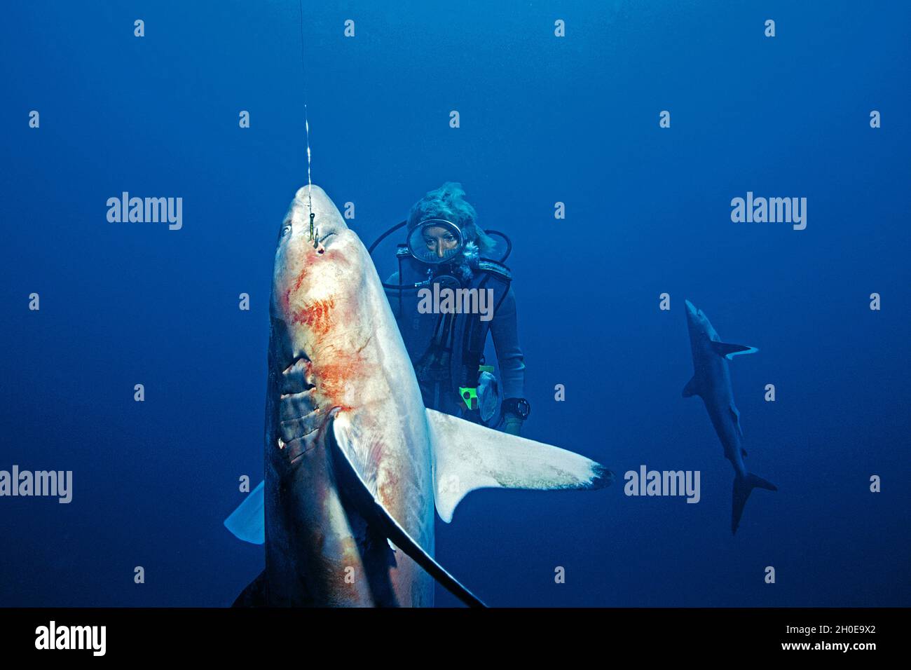 Ein Taucher beobachtet eine tote Silky Sharks (Carcharhinus falciformis), die am Angelhaken hängen, Ari Atoll, Malediven, Indischer Ozean, Asien Stockfoto