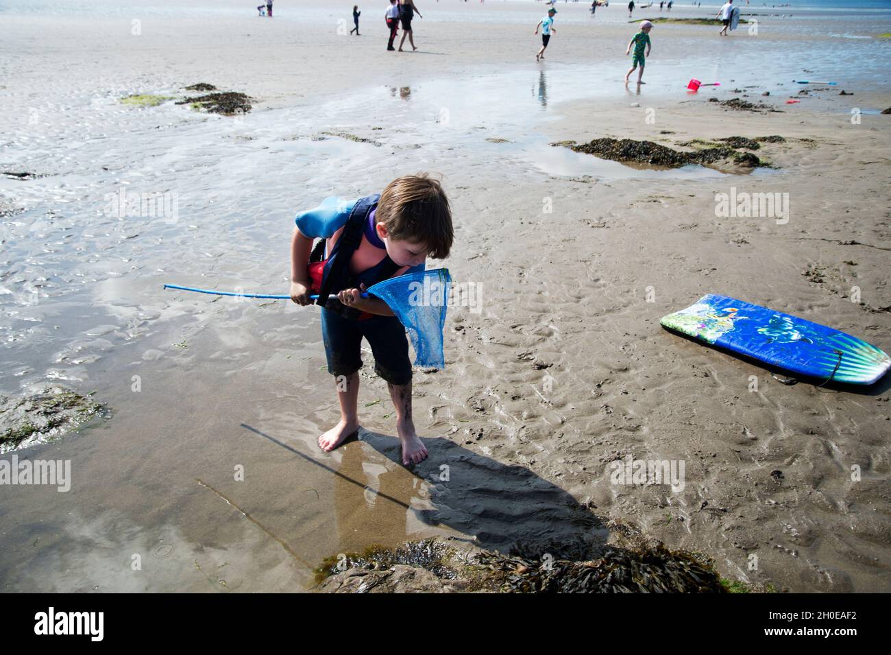 Wales August 2021. Pembrokeshire. Broad Haven Beach; ein kleiner Junge inspiziert sein Fischernetz. Stockfoto