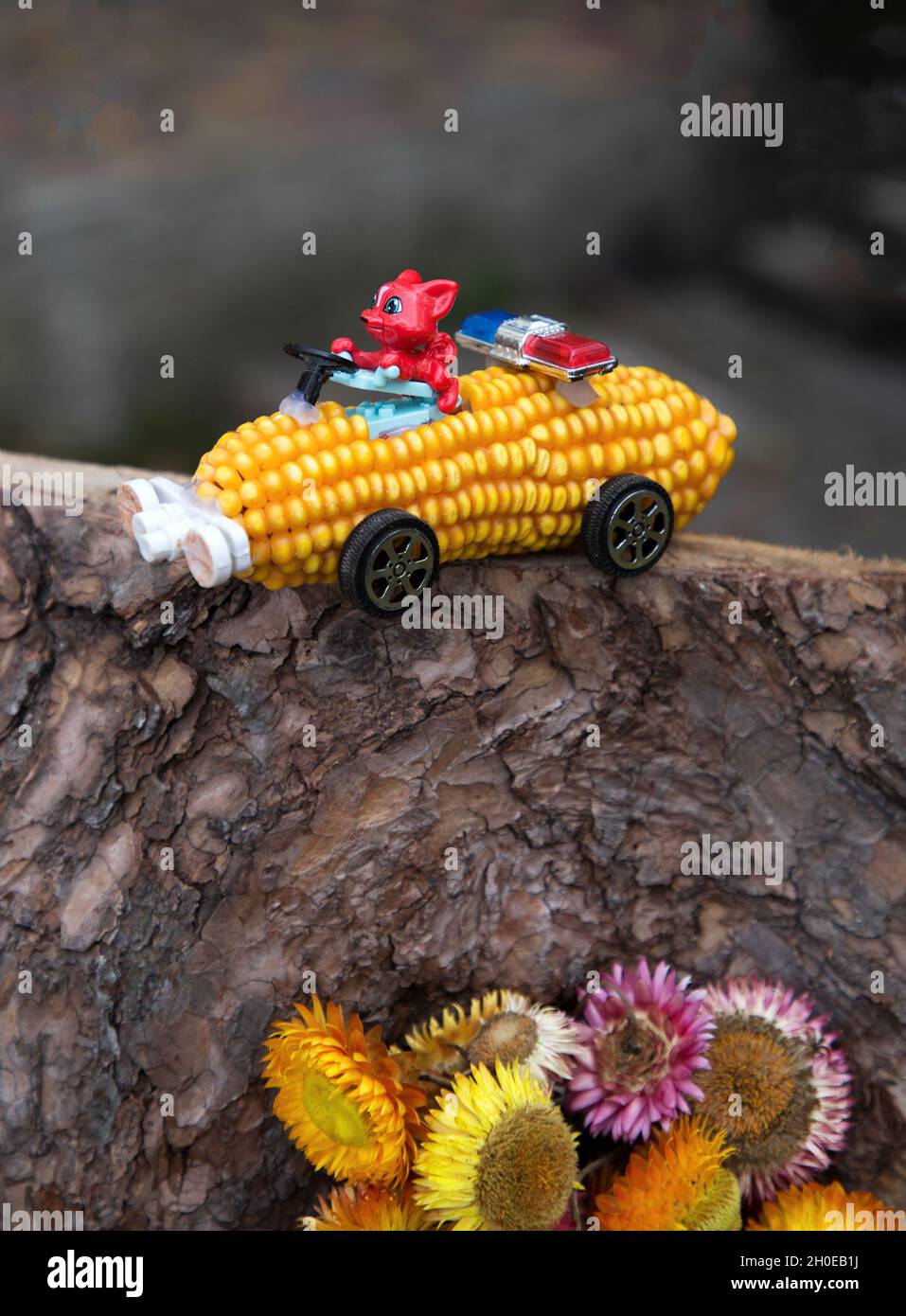 Kinderwagen aus trockenem Maiskolben. Familienkreativität mit Kindern aus natürlichen Materialien. Inspiration aus der Natur. Humor. DIY Stockfoto