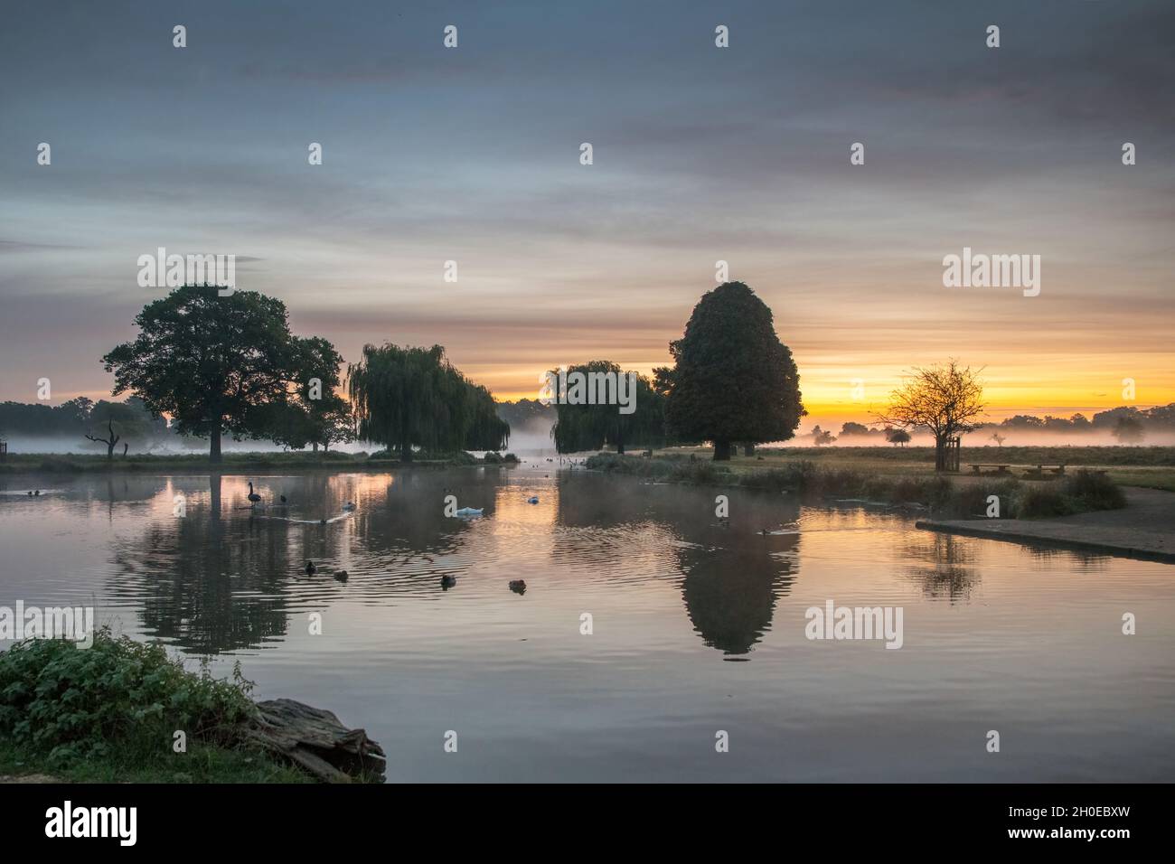 Oktober kurz vor dem Sonnenaufgang im Bushy Park in Surrey Wenn ich auf öffentlichem oder privatem Grundstück bin, bin ich bereit, die volle Verantwortung für jedes Urheberrecht zu übernehmen Stockfoto