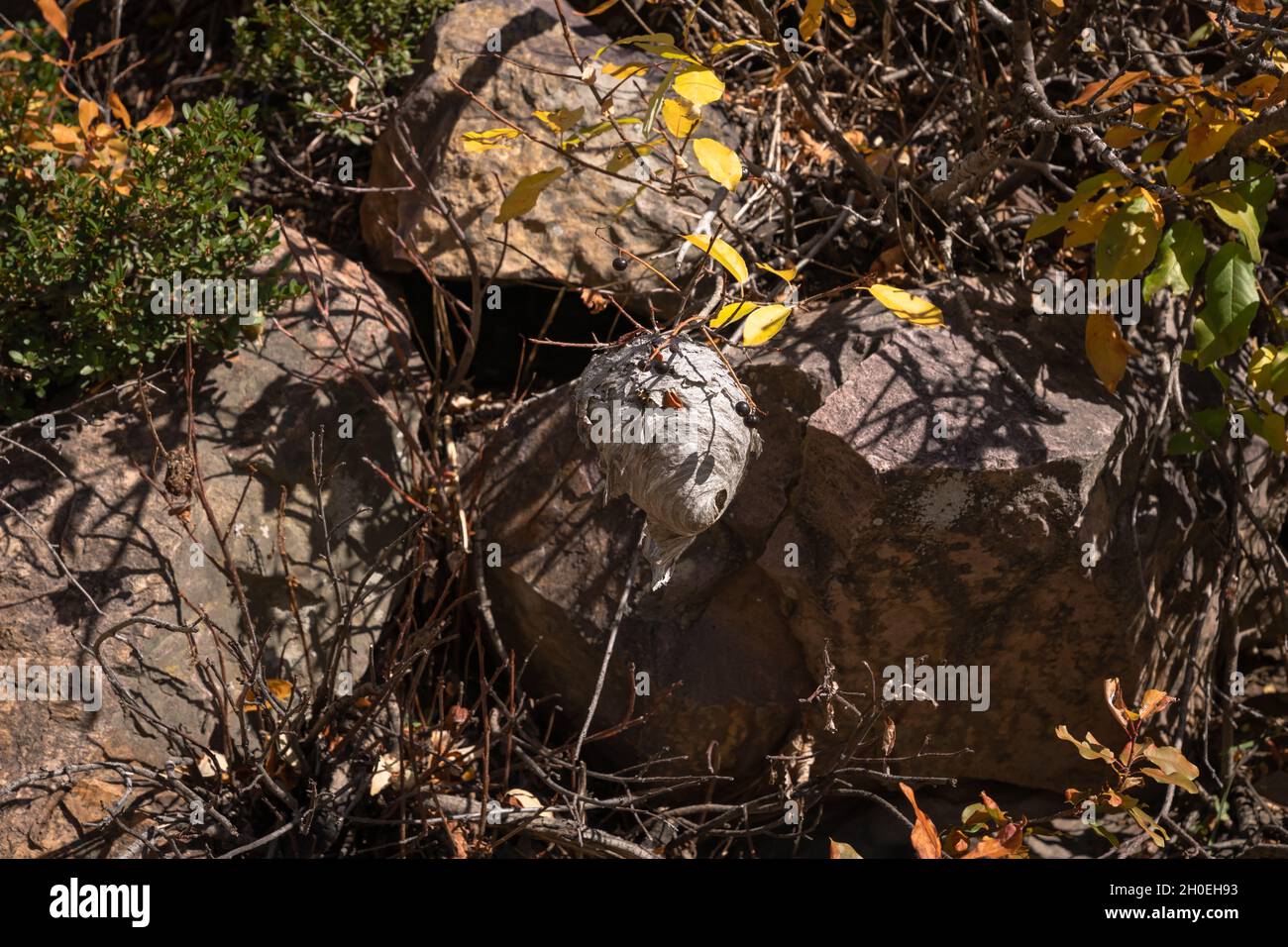 American Fork Canyon, Utah - Oktober 2021 Stockfoto