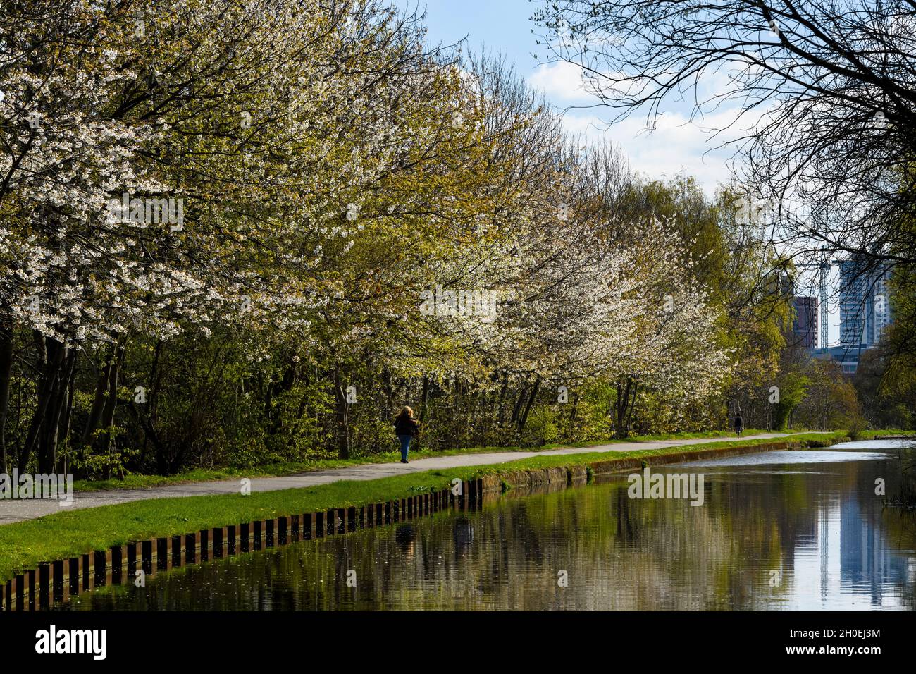 Malerischer Spaziergang durch das Stadtzentrum (Frau schlendert, sonnenbeschienenen Treidelpfad, weiße Blütenbäume, Spiegelungen auf dem Wasser) - Leeds Liverpool Canal, Yorkshire, England, Großbritannien. Stockfoto