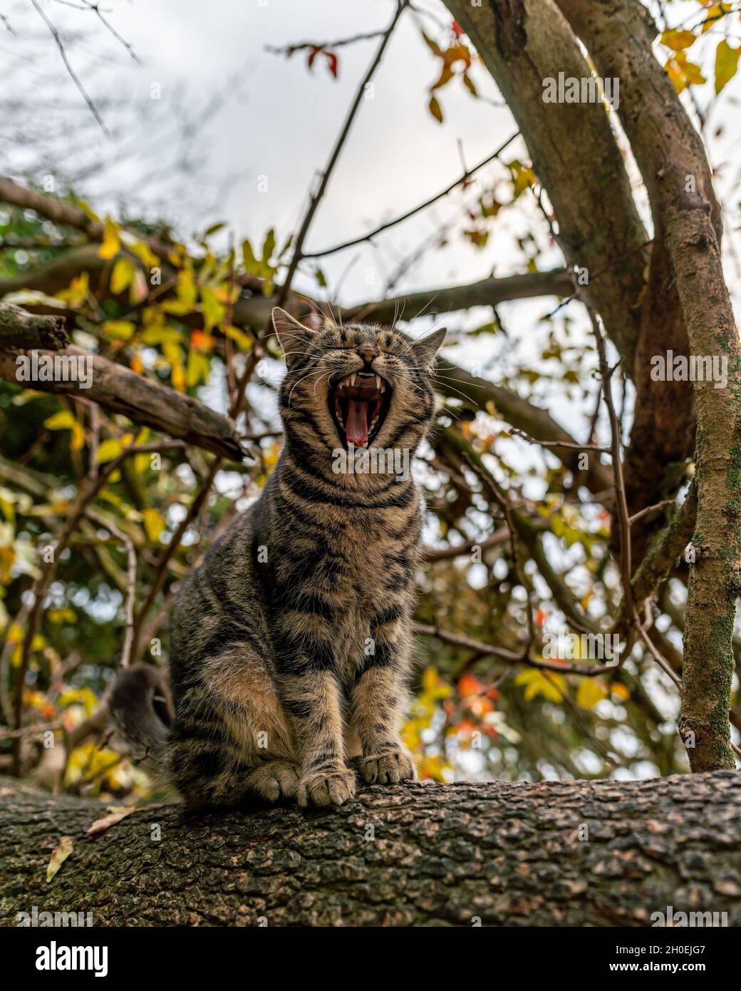 Nahaufnahme der wunderschönen grau gestreiften Katze, die auf einem Baum sitzt und aufwacht und gähnt Stockfoto