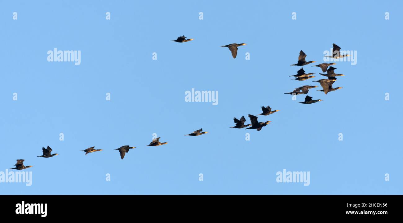 Nicht kleiner Schwarm großer Kormorane (Phalacrocorax carbo) im Frühling im Flug zusammen über klaren blauen Himmel Stockfoto