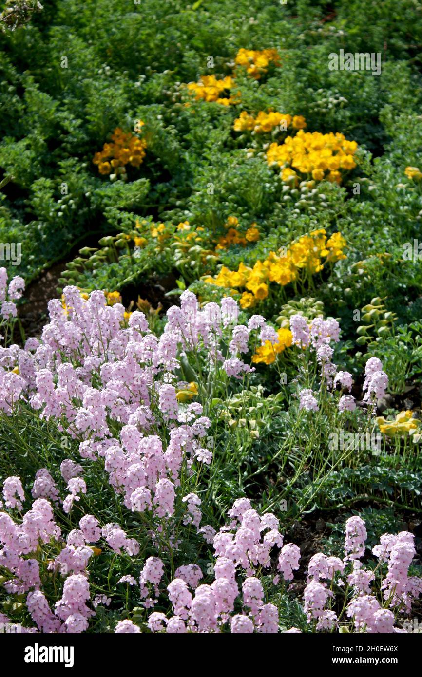 Wunderschöne Blumen wachsen im Royal Botanic Garden, Edinburgh. Stockfoto