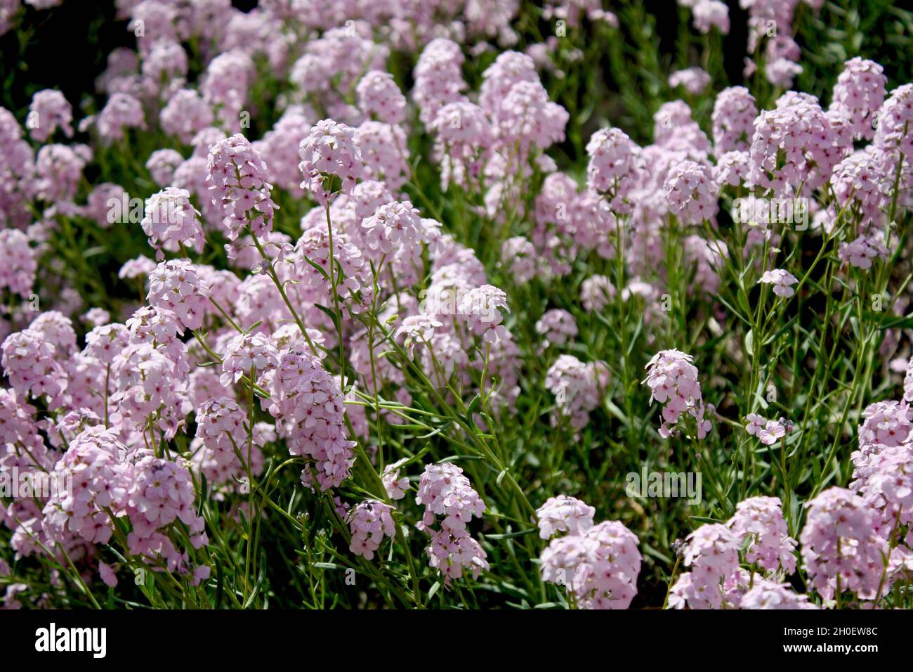 Wunderschöne Blumen wachsen im Royal Botanic Garden, Edinburgh. Stockfoto