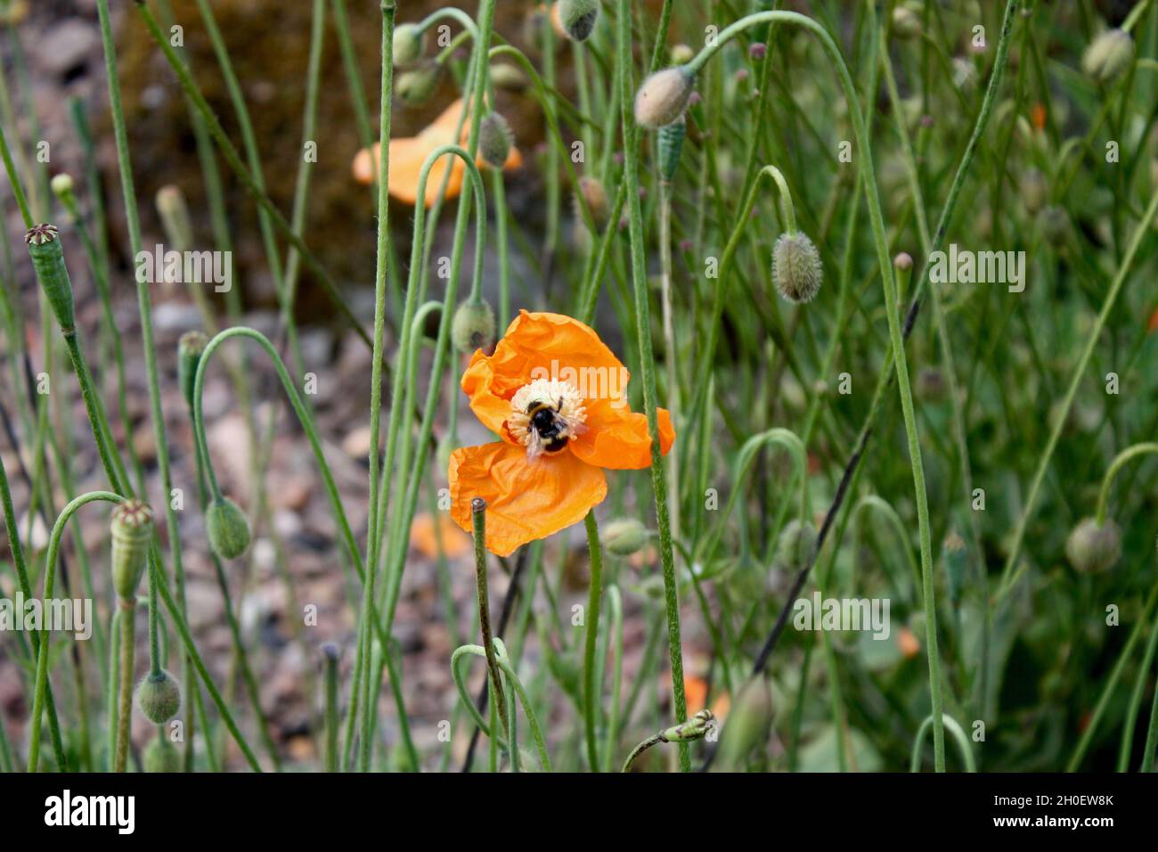 Eine Hummel ruht auf einem orangefarbenen Mohn. Stockfoto