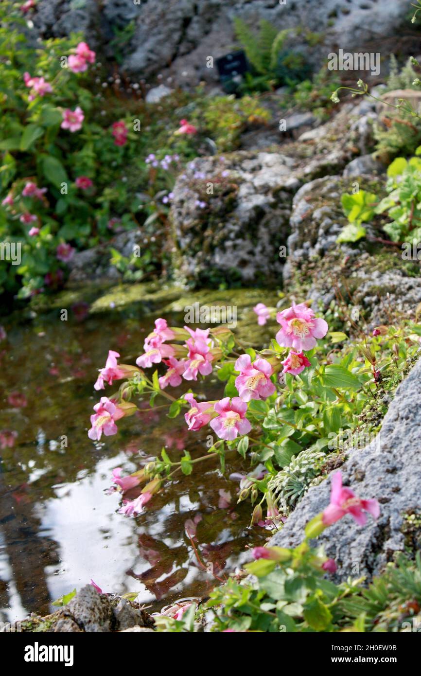 Rosafarbene Blüten lehnen sich über einen Teich mit einer Spiegelung im klaren Wasser. Stockfoto