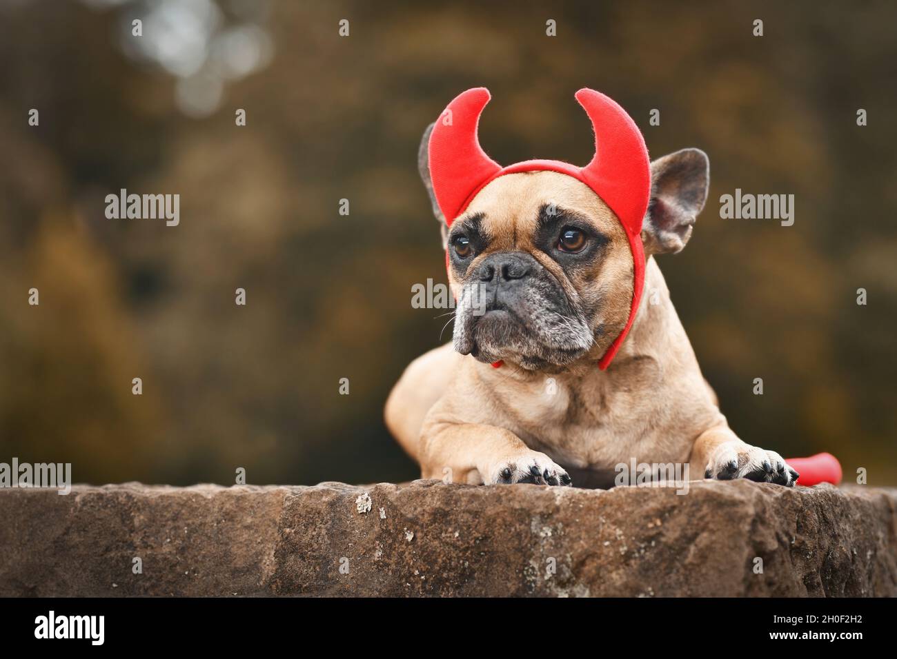 Französischer Bulldogge Hund trägt Halloween Kostüm mit roten Teufelshörnern und Schwanz mit Kopierraum Stockfoto