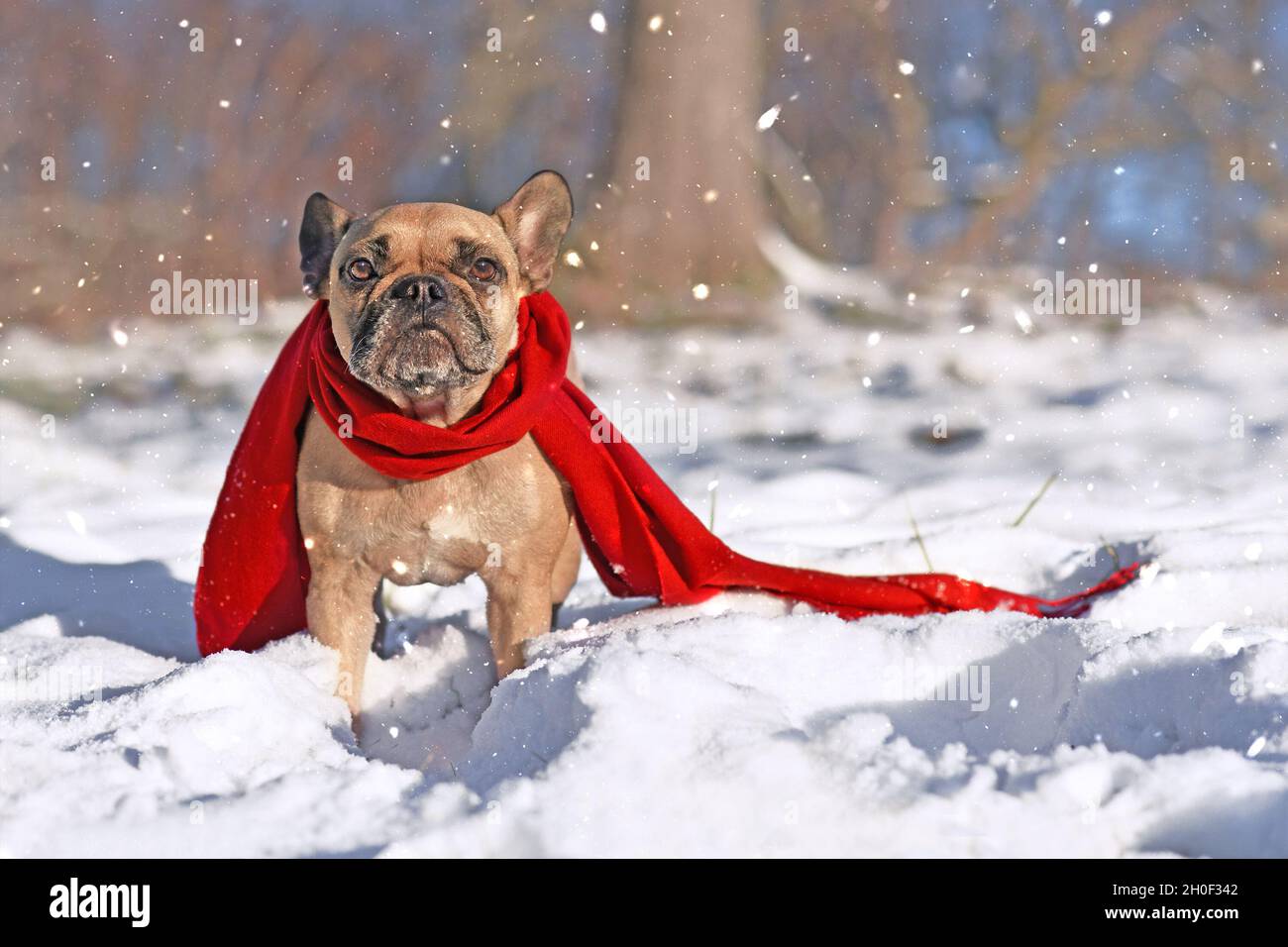 Niedliche französische Bulldogge trägt einen warmen roten Winterschal, der im Winter im Schnee steht Stockfoto