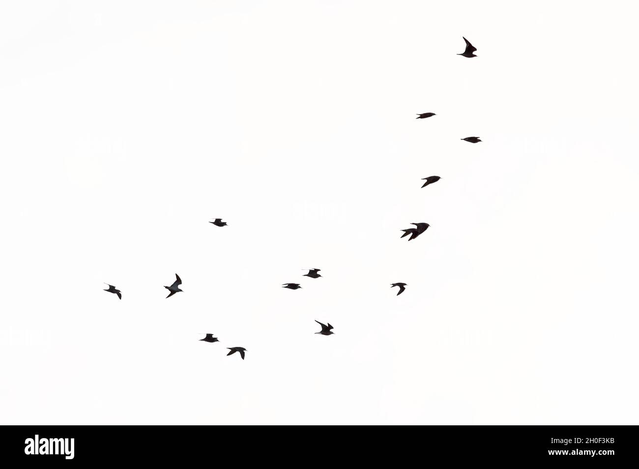 Silhouetten von Seeschwalben im Flug isoliert auf Weiß Stockfoto