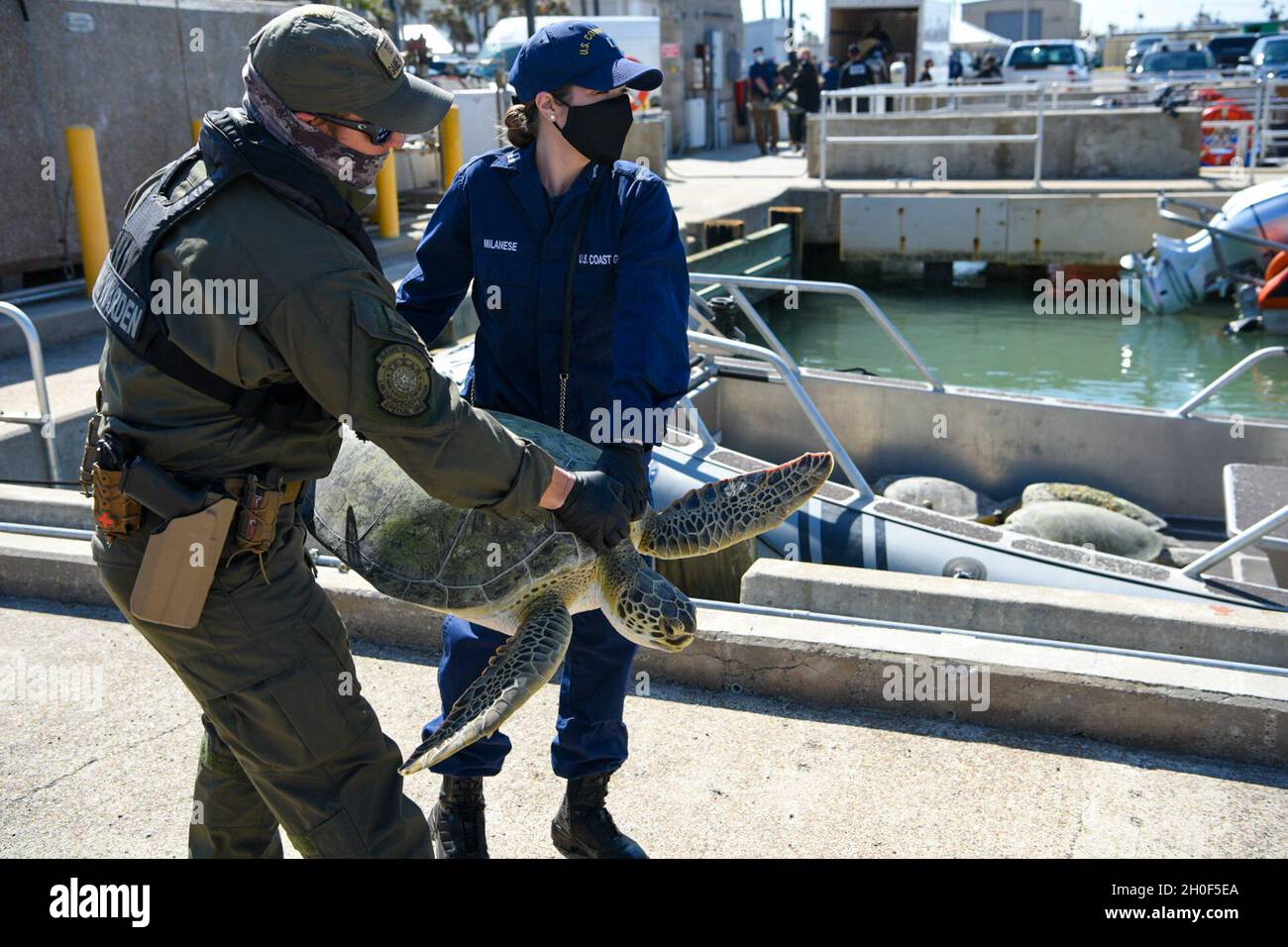 LT. Milanese und ein Texas Game Warden transportieren eine rehabilitierte  Schildkröte von einem Transporter zu einem Texas Game Warden Kleinboot in  Station Port Aranbas, Texas, am 22. Februar 2021, wo die Schildkröte