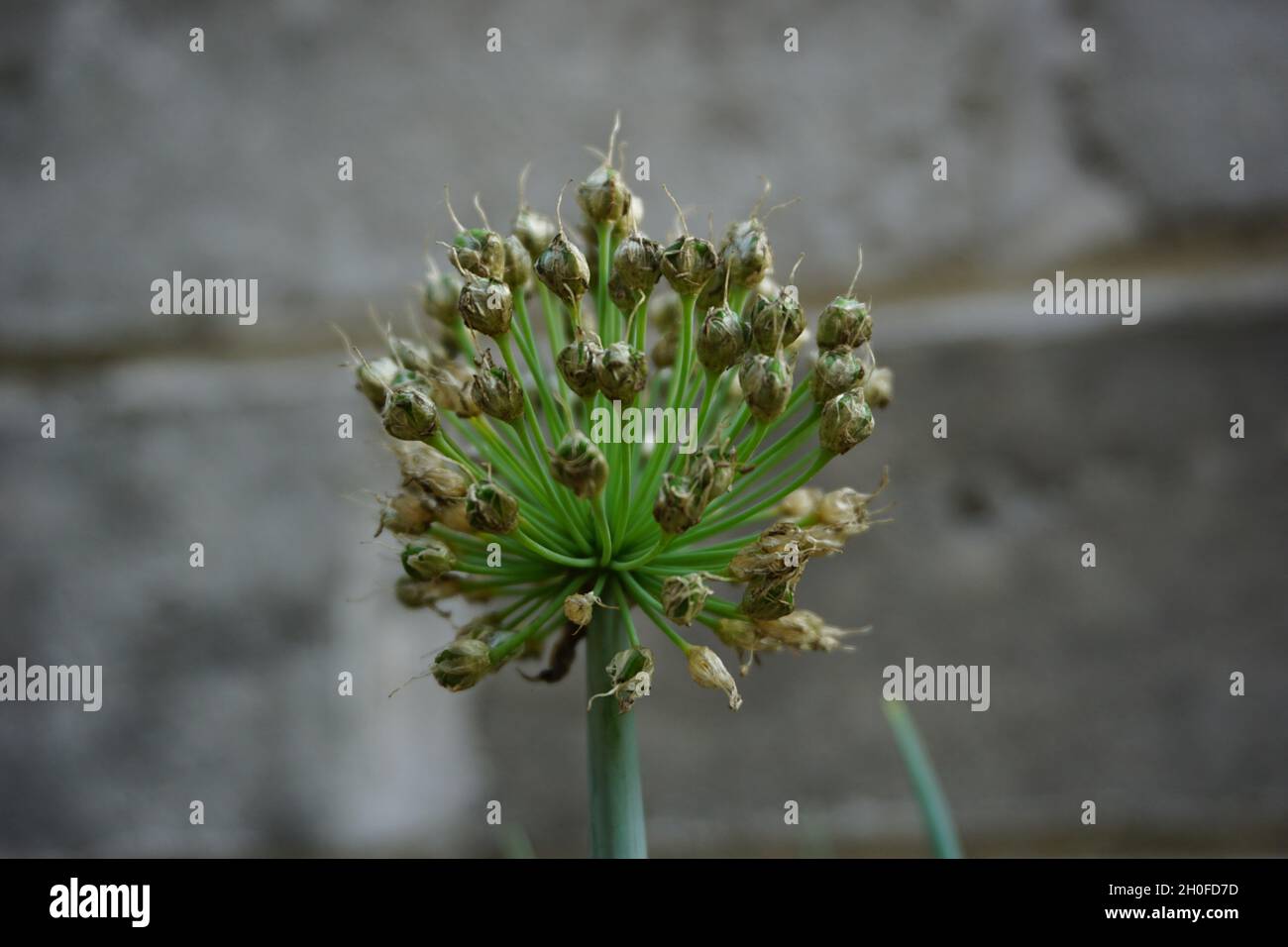 Frühlingszwiebelblume mit einem natürlichen Hintergrund. Indonesier nennen es bawang preis oder daun bawang Stockfoto